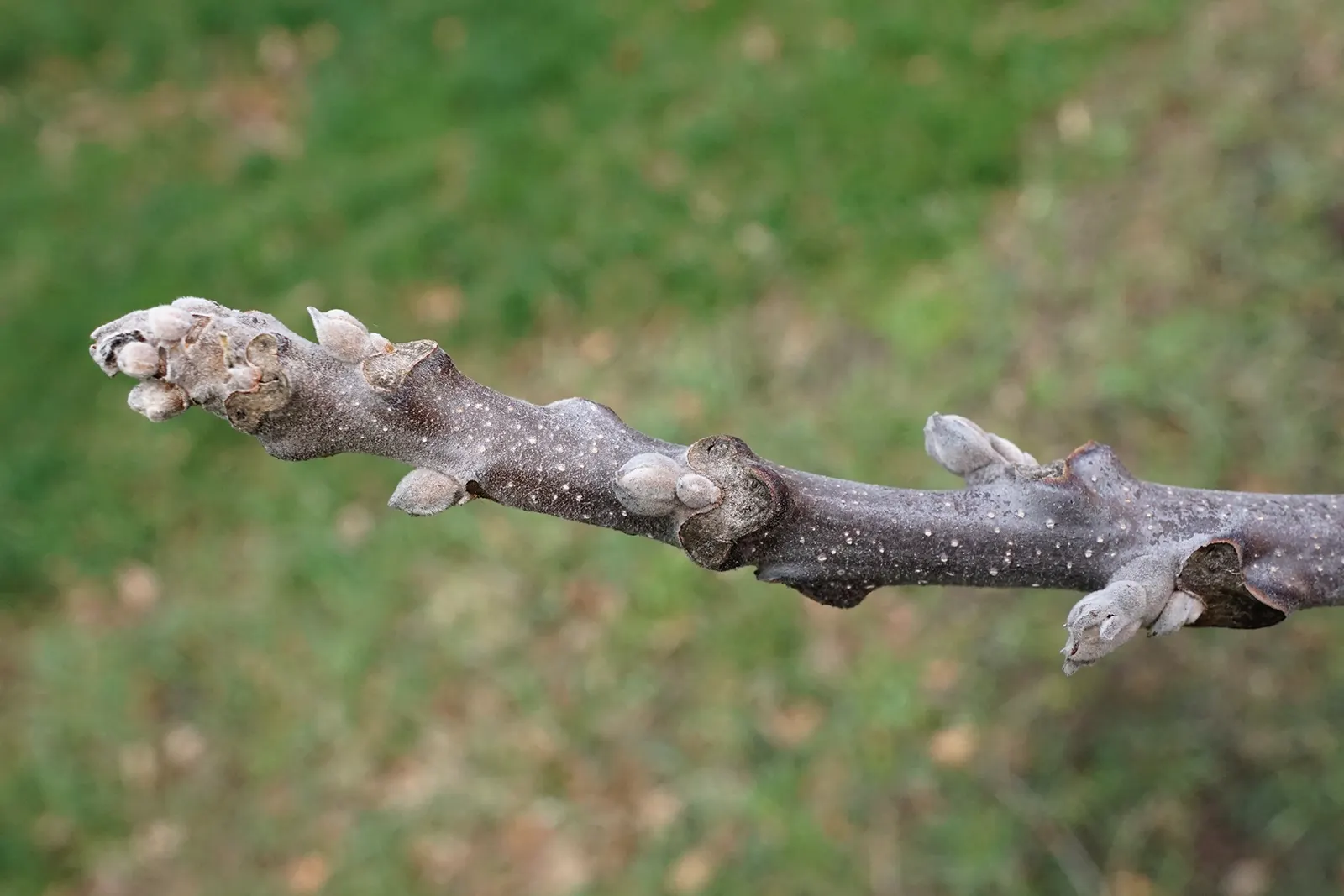 Black Walnut (Juglans Nigra) — Please note, the nuts and debris can be quite messy and may require cleanup from walkways and mowed areas; so, image 66