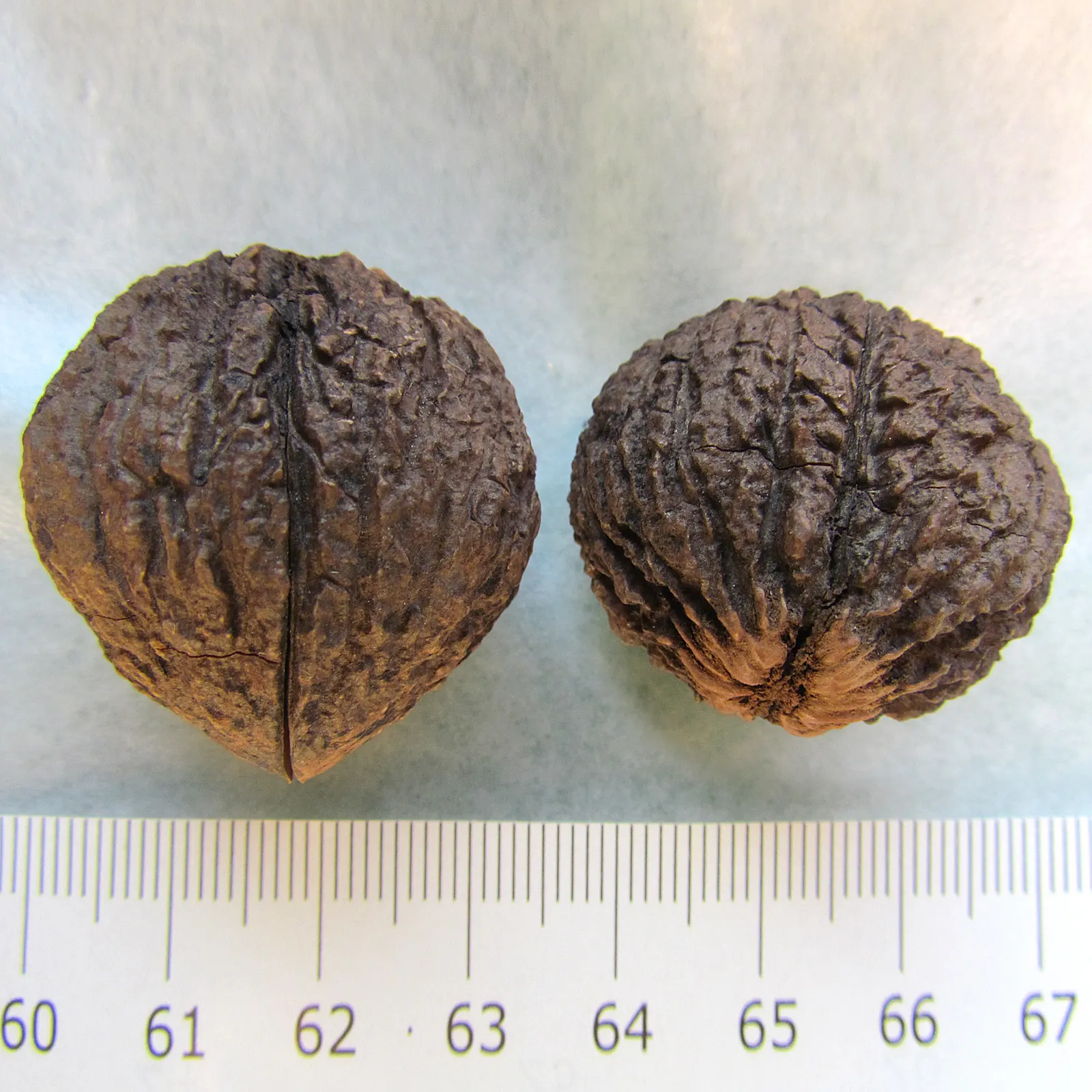Black Walnut (Juglans Nigra) — the Black Walnut can be challenging to transplant; produces edible nuts encased in thick husks, maturing in autumn