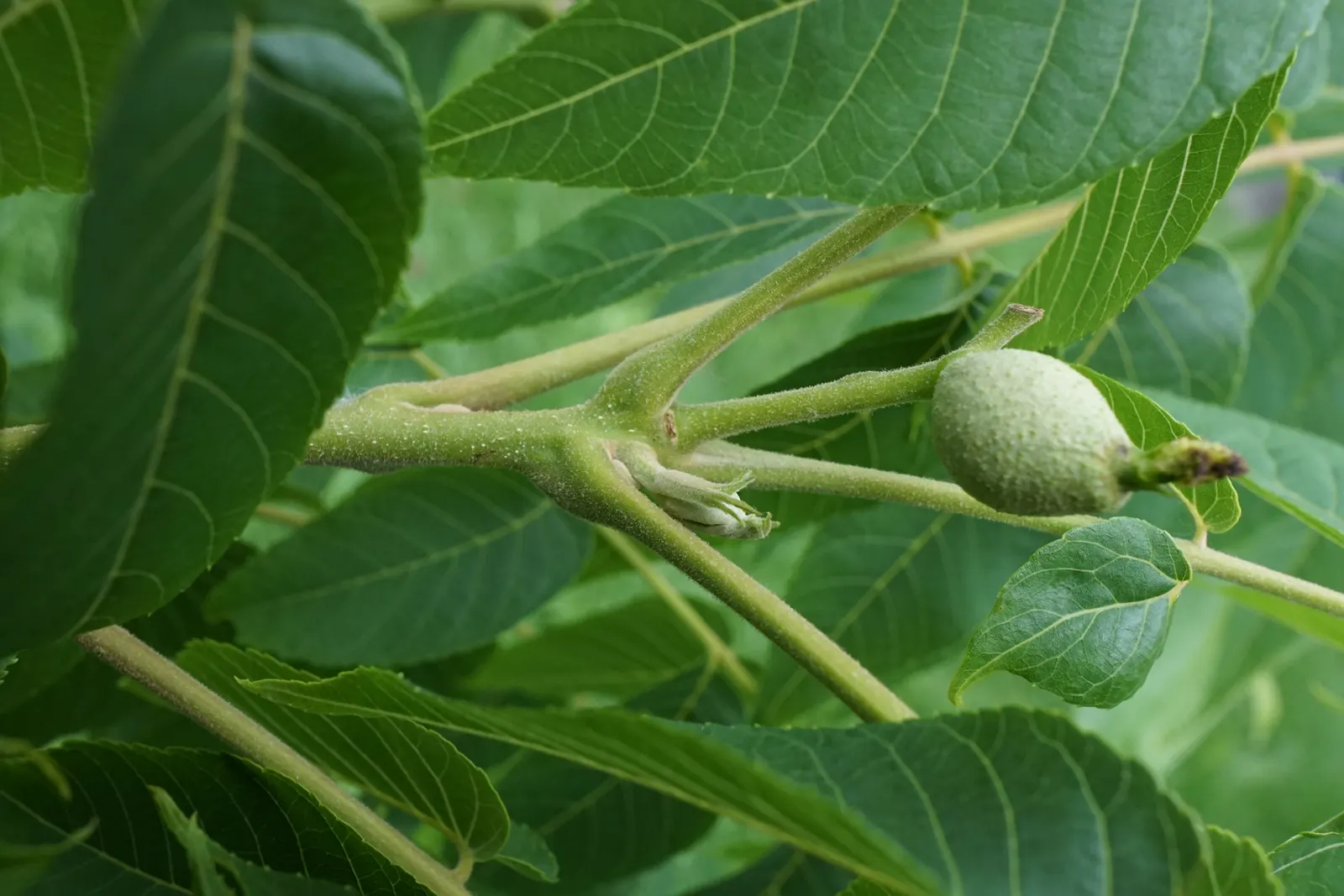 Black Walnut (Juglans Nigra) — The tree's foliage consists of compound leaves that grow up to 24 inches long