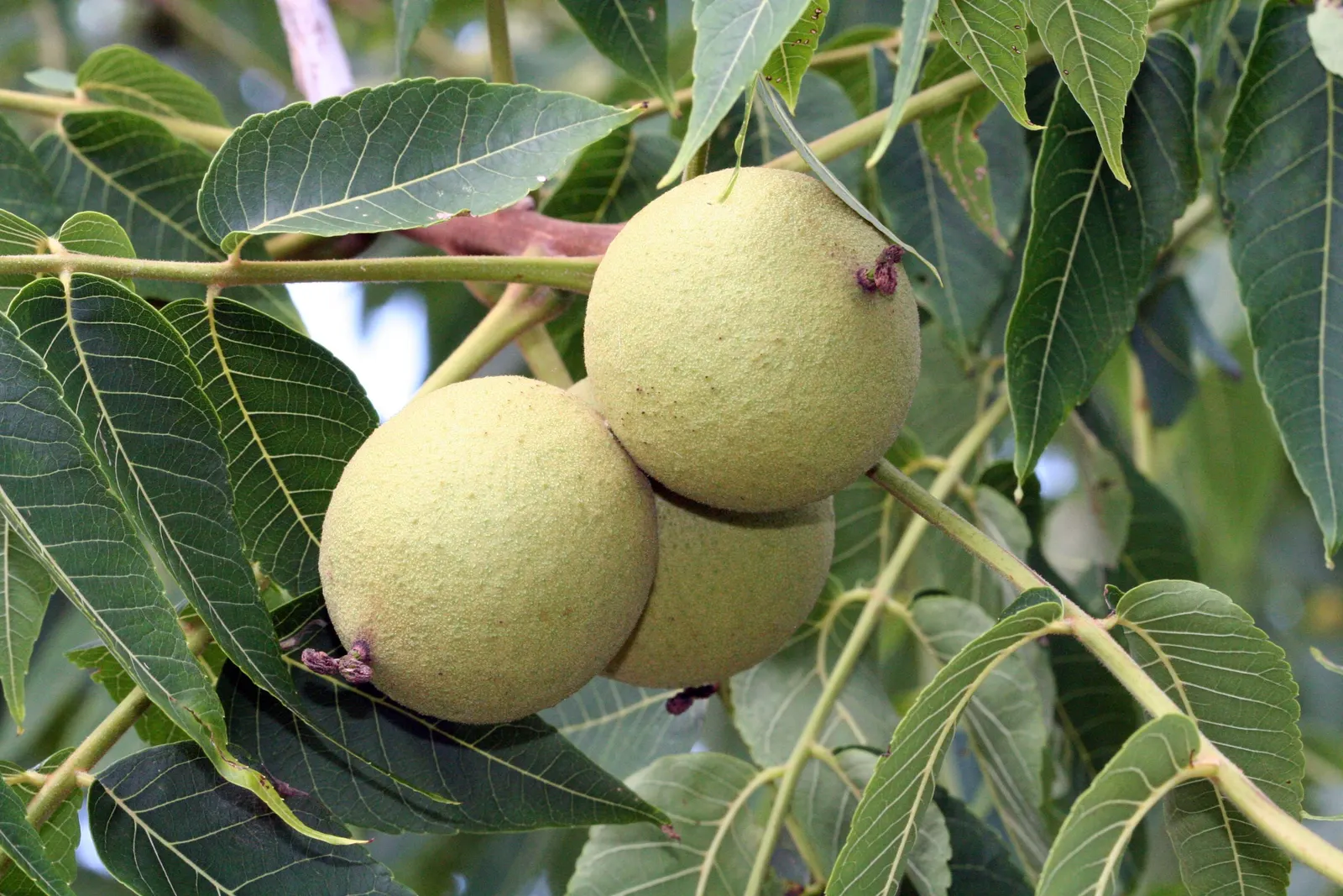 Black Walnut (Juglans Nigra) — a substance that is toxic to some plants
