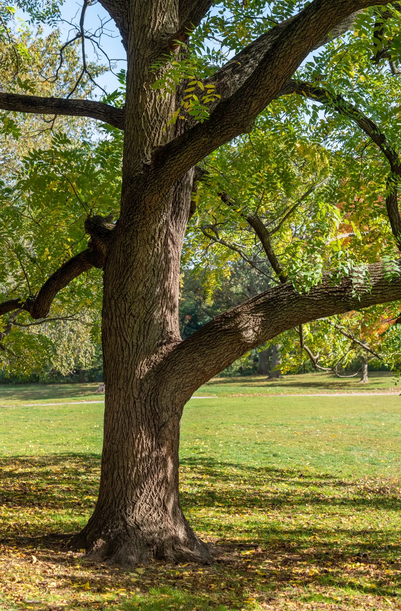 Black Walnut (Juglans Nigra) — it serves as a grand specimen in any landscape; the Black Walnut can be challenging to transplant, image 56
