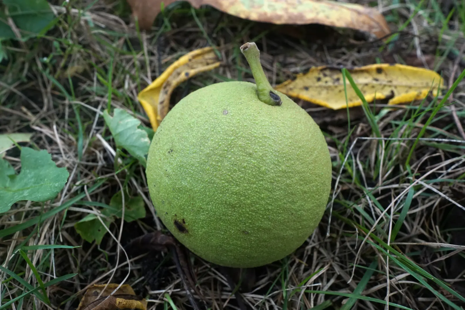 Black Walnut (Juglans Nigra) — the leaves turn a vibrant yellow; is a valuable deciduous hardwood tree, image 63