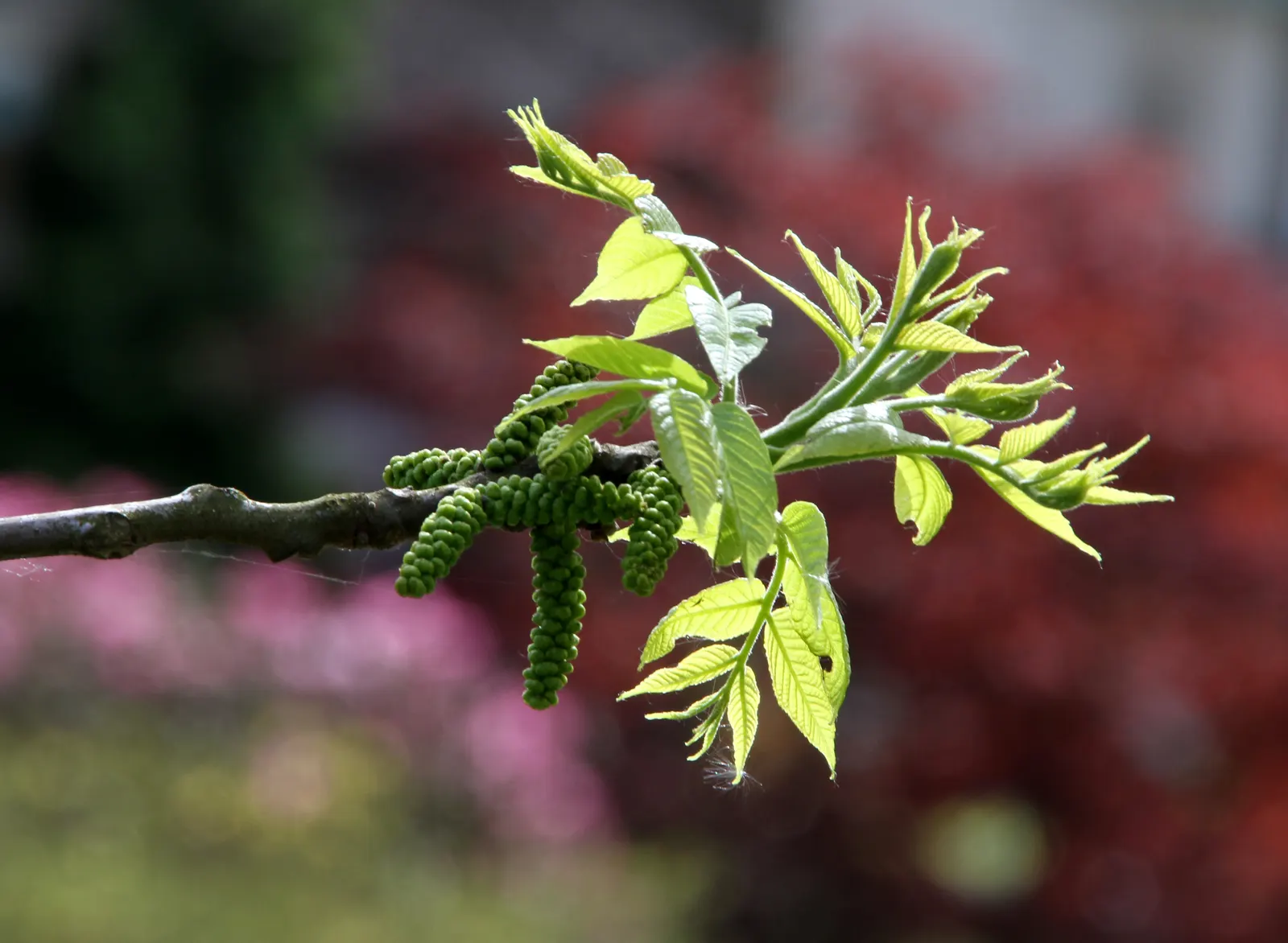 Black Walnut (Juglans Nigra) — ridged bark and compound foliage