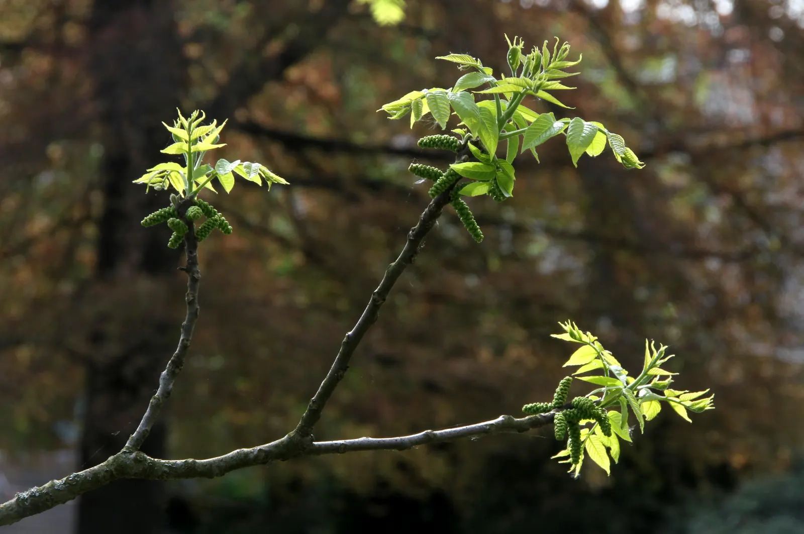 Black Walnut (Juglans Nigra) — tree for full