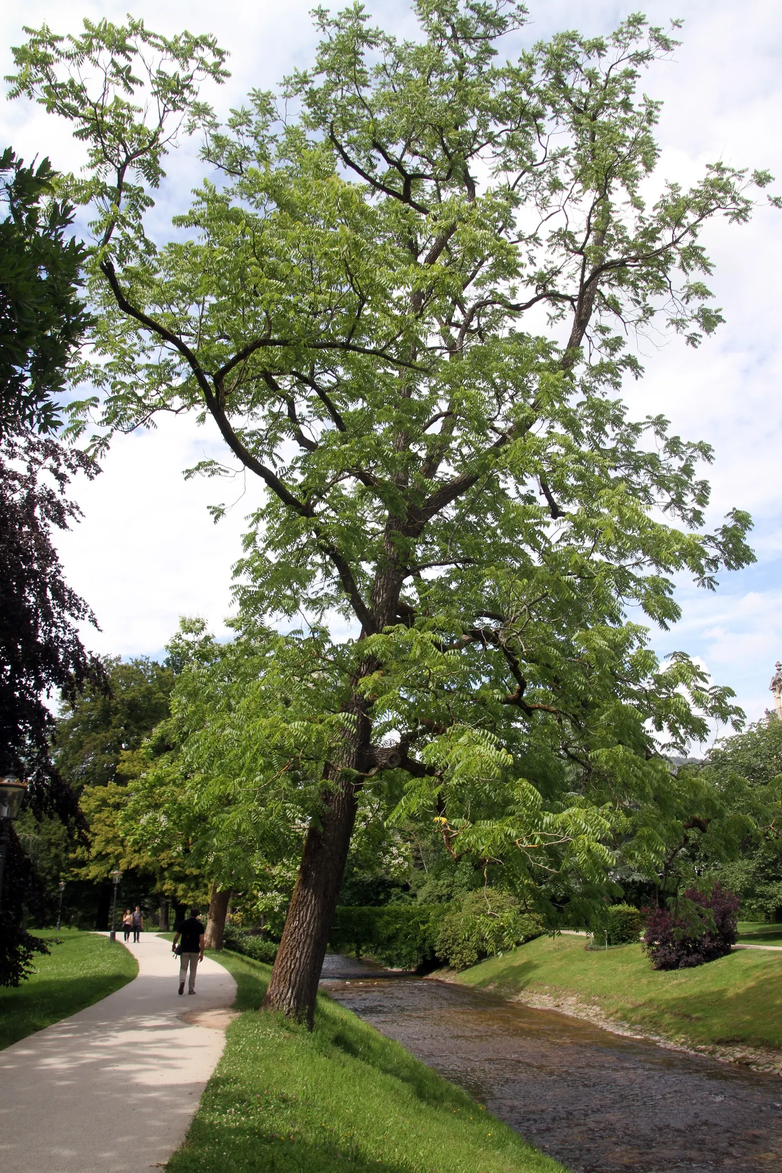 Black Walnut (Juglans Nigra) — fleshy husk and falls to the ground in autumn; the tree's foliage consists of compound leaves that grow up to 24 inches long