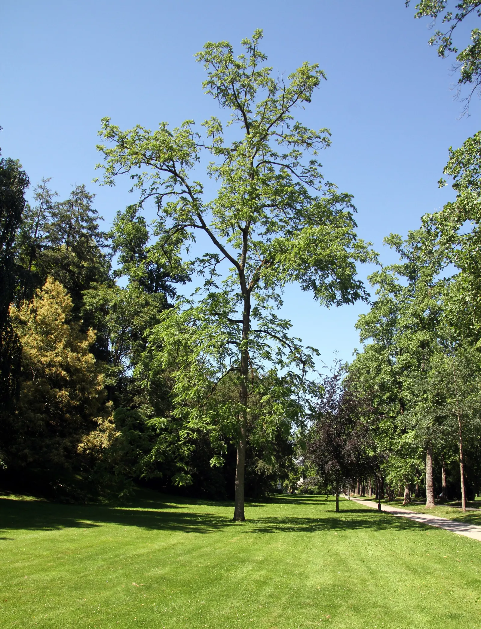 Black Walnut (Juglans Nigra) — so initial placement is crucial for the designed landscape; a substance that is toxic to some plants