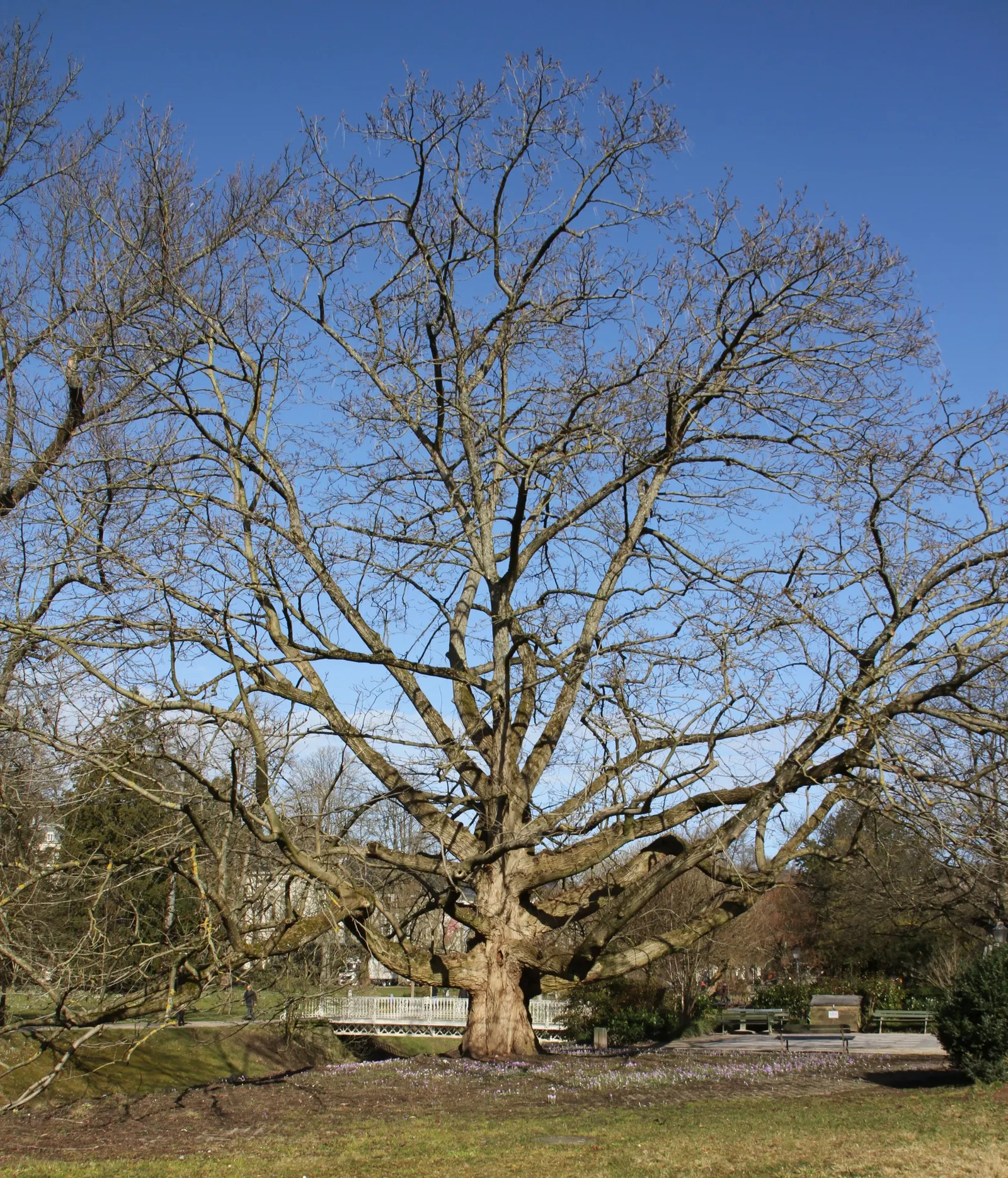 Black Walnut (Juglans Nigra) — Please note, the nuts and debris can be quite messy and may require cleanup from walkways and mowed areas; so initial placement