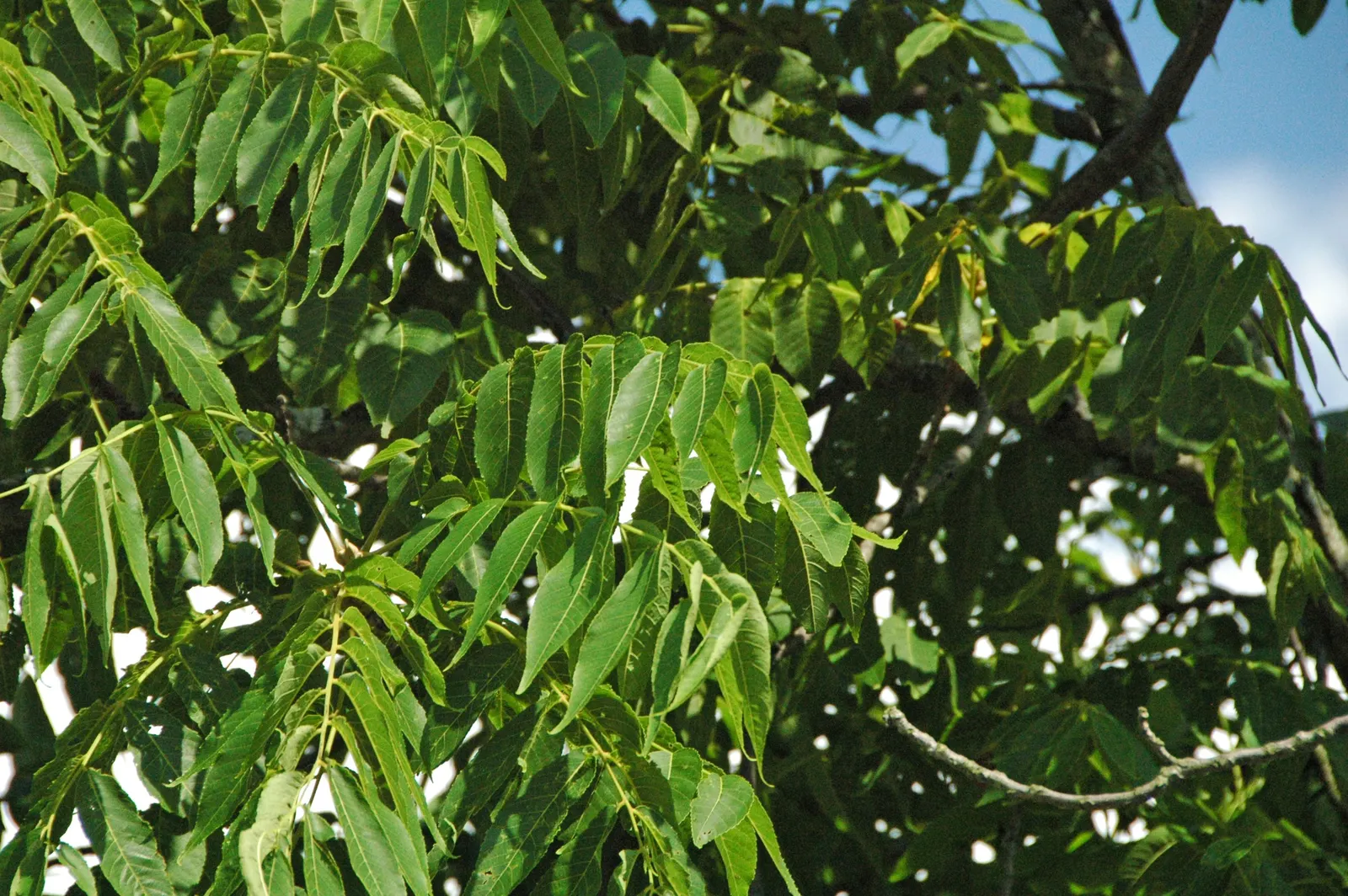 Black Walnut (Juglans Nigra) — Its allelopathic nature may inhibit nearby plant growth; often growing to heights of 70 to 100 feet with a canopy spread of 50