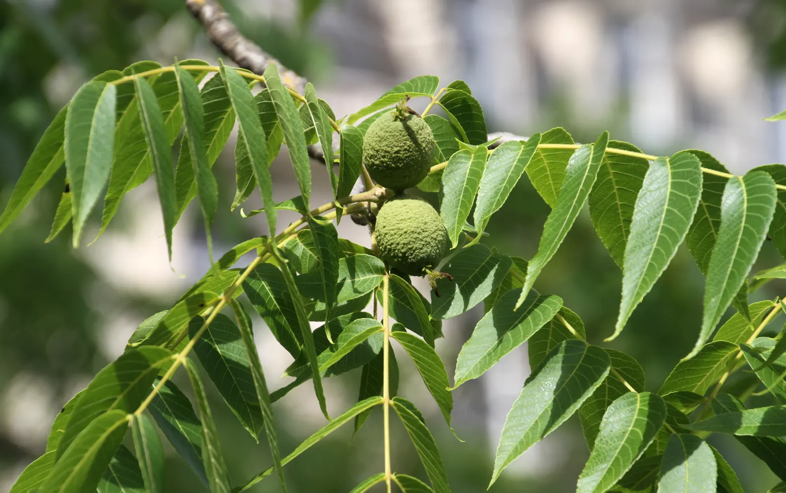 Black Walnut (Juglans Nigra) — The tree's foliage consists of compound leaves that grow up to 24 inches long; it serves as a grand specimen in any landscape