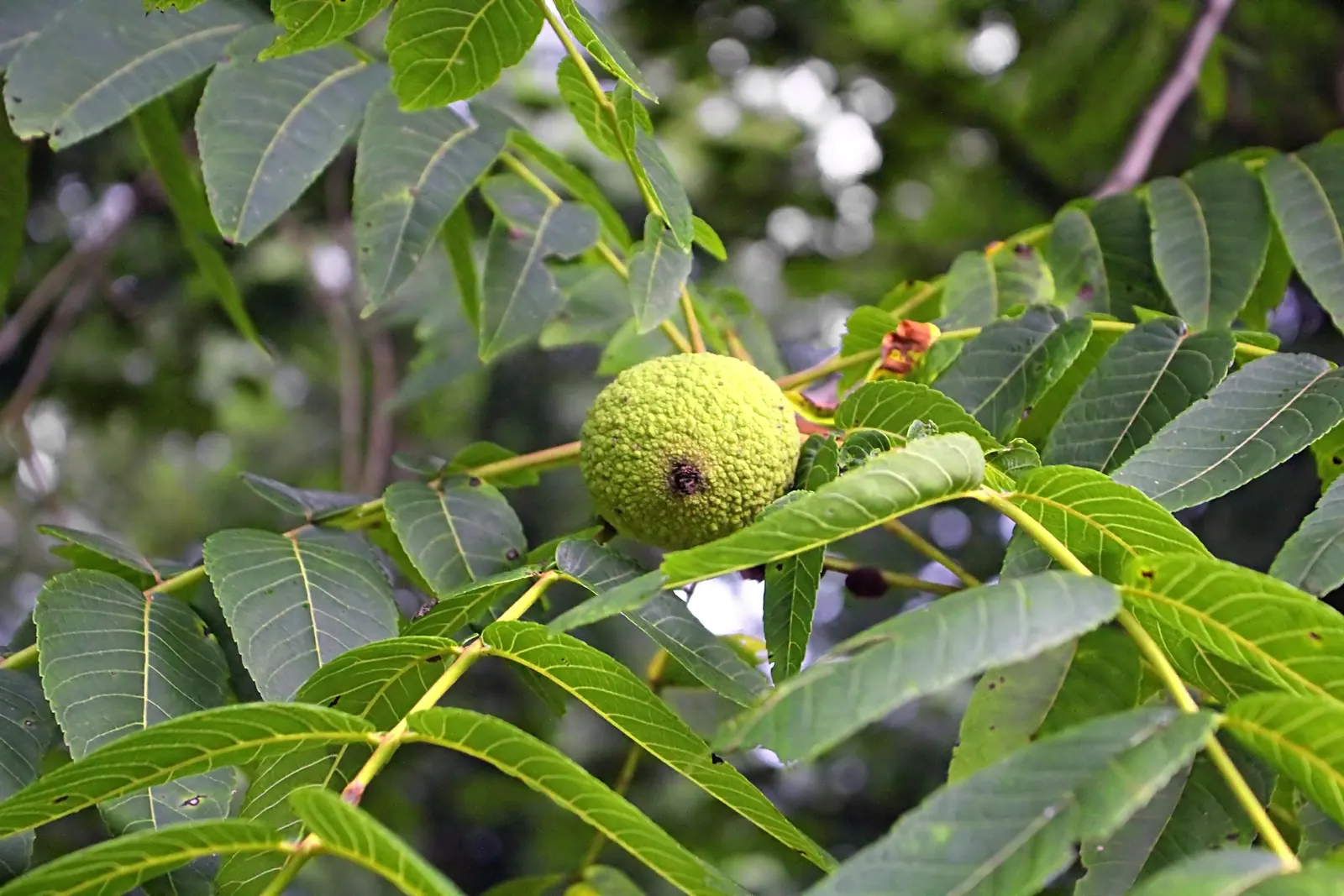 Black Walnut (Juglans Nigra) — providing autumnal interest.<br><br>The tree's fruit