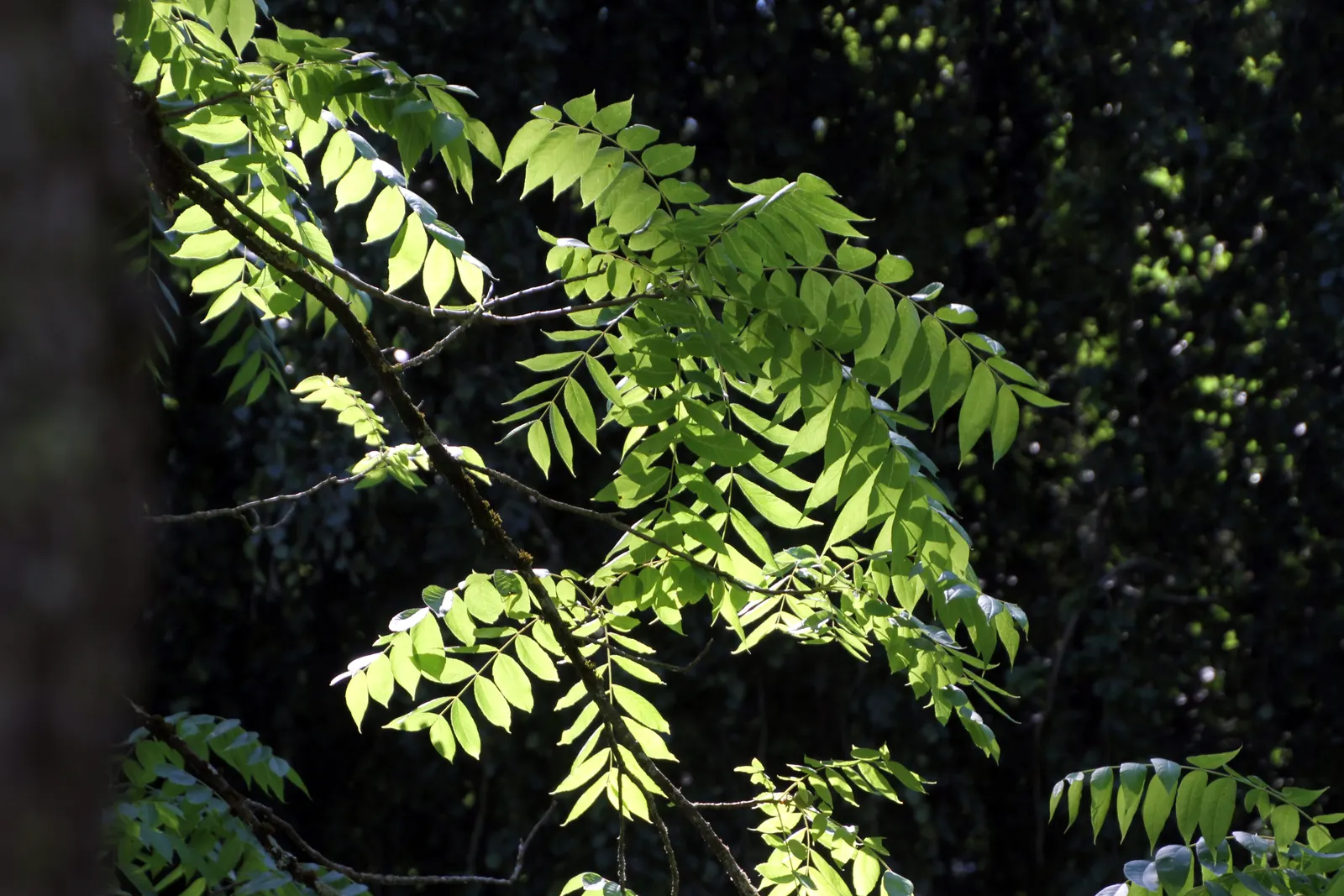 Black Walnut (Juglans Nigra) — with a spread of 50-75 ft