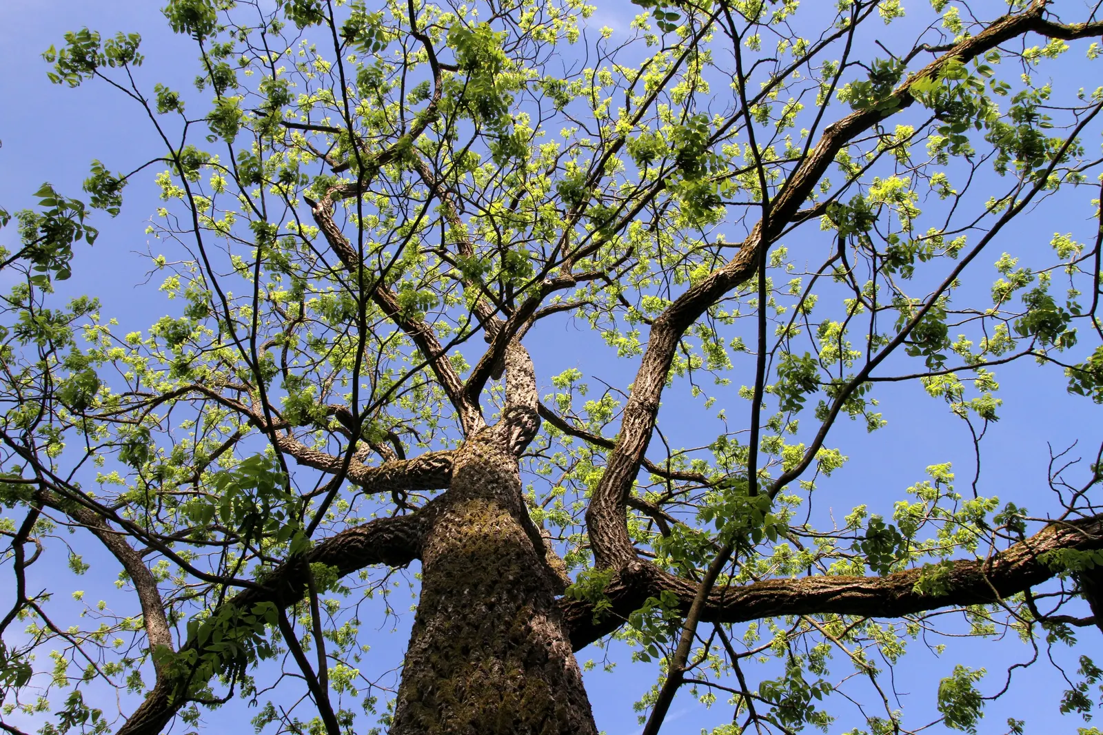 Black Walnut (Juglans Nigra) — preferring well-drained soil and full sun