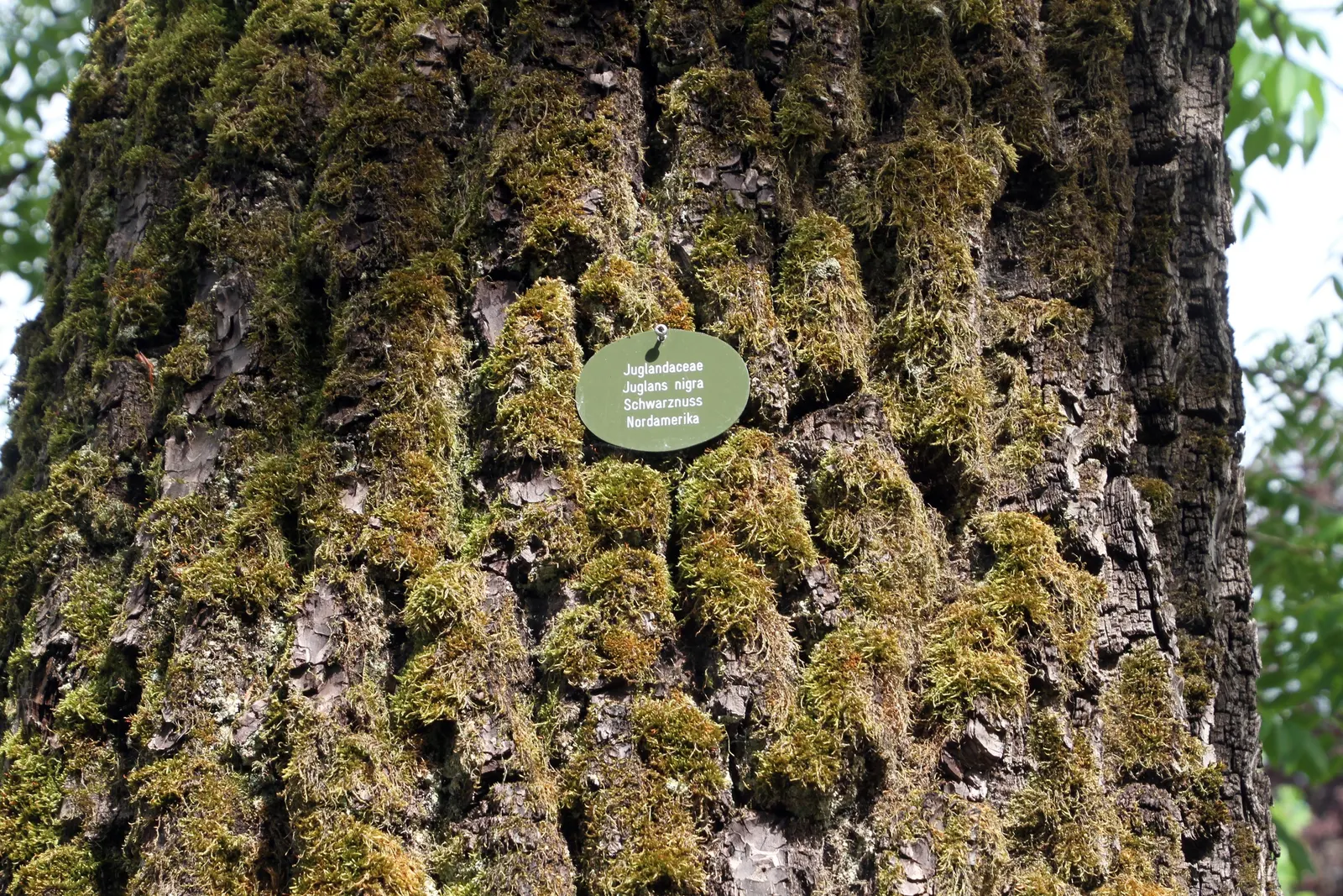 Black Walnut (Juglans Nigra) — so initial placement is crucial for the designed landscape