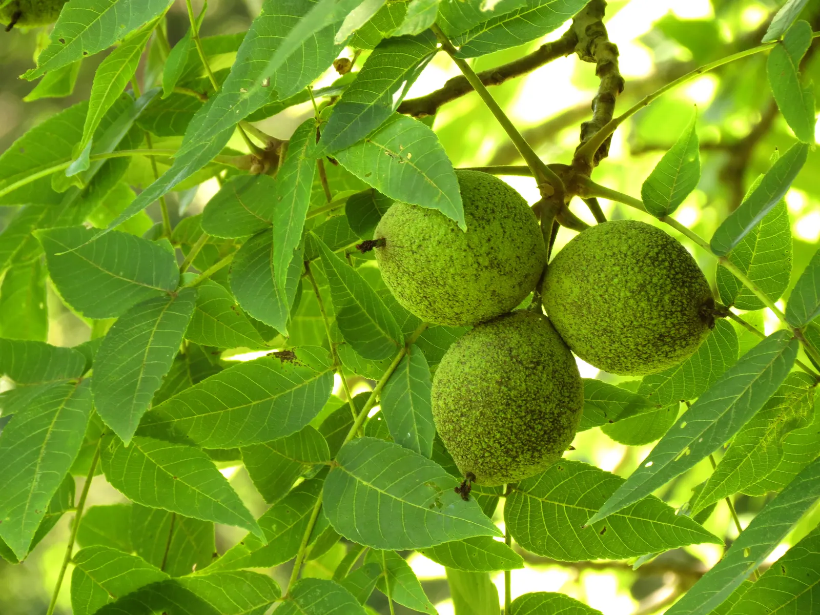 Black Walnut (Juglans Nigra) — is a stately deciduous tree that is highly prized for both its handsome appearance and valuable hardwood