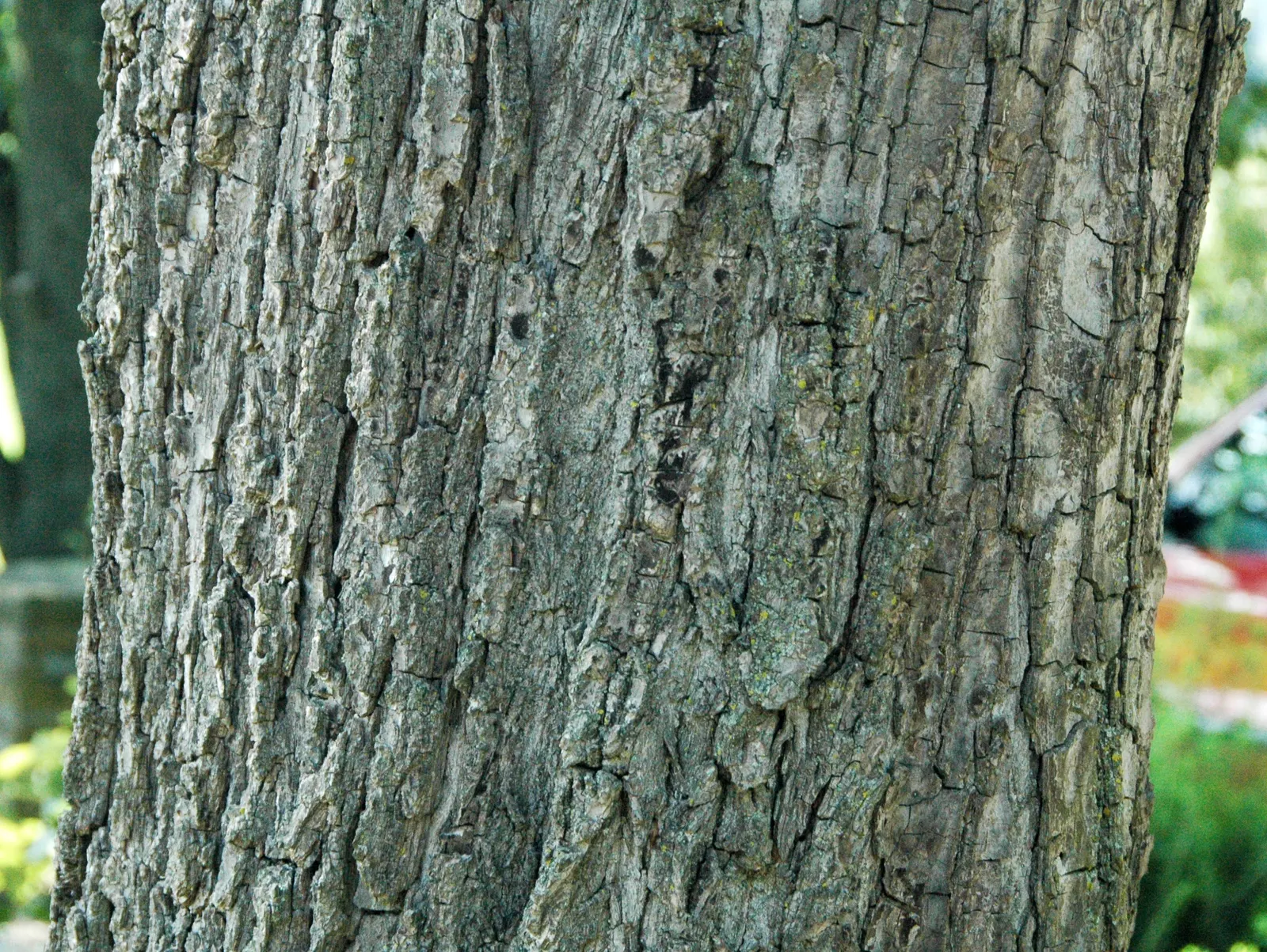 Black Walnut (Juglans Nigra) — preferring well-drained soil and full sun; with a spread of 50-75 ft