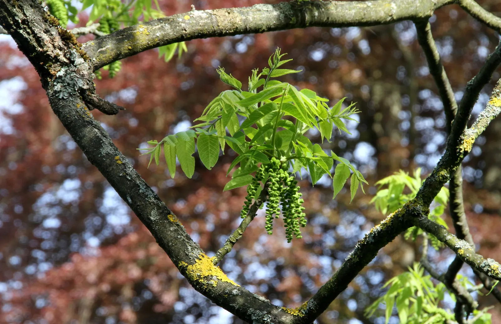 Black Walnut (Juglans Nigra) — with a spread of 50-75 ft; when designing with the Black Walnut
