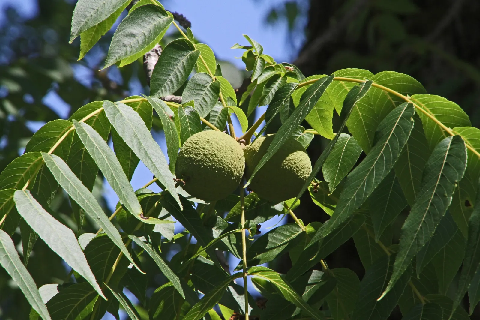 Black Walnut (Juglans Nigra) — the Black Walnut can be challenging to transplant