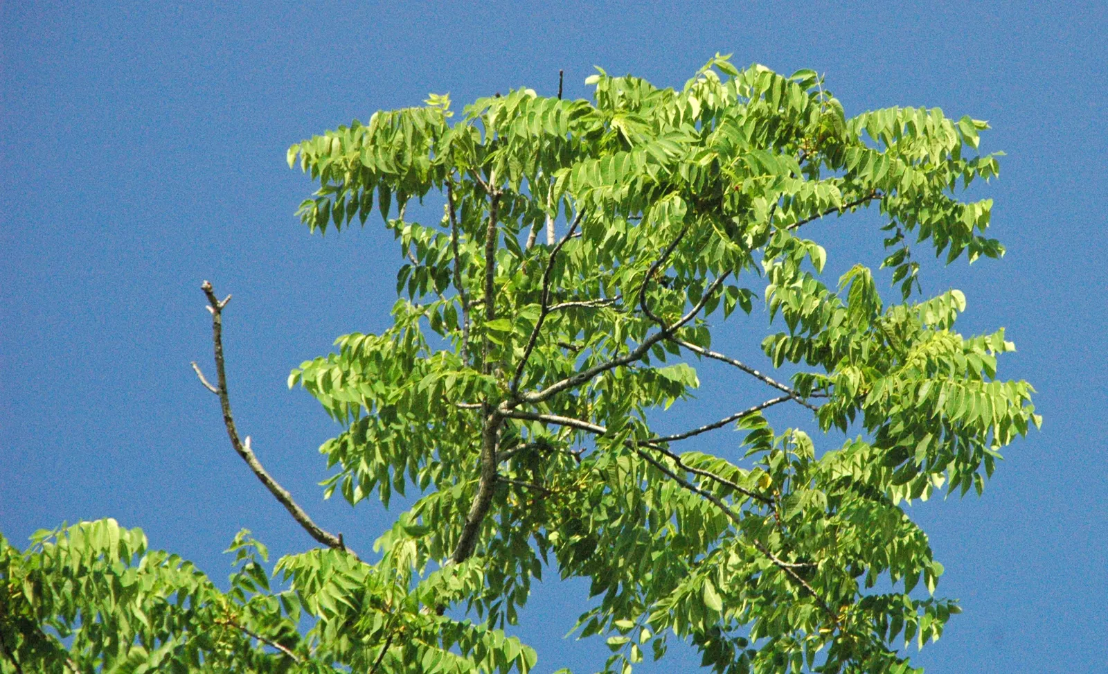 Black Walnut (Juglans Nigra) — ridged bark and compound foliage; providing autumnal interest.<br><br>The tree's fruit