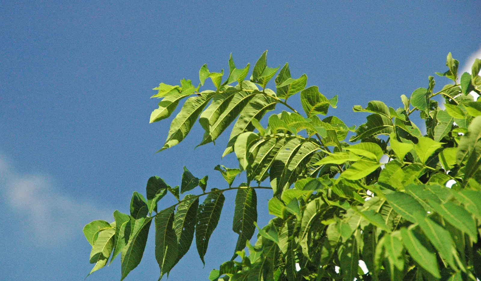 Black Walnut (Juglans Nigra) — When designing with the Black Walnut; its allelopathic nature may inhibit nearby plant growth, image 57
