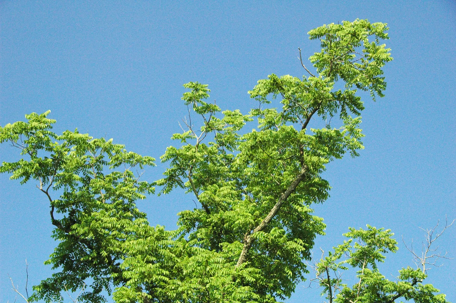 Black Walnut (Juglans Nigra) — Ideal for spacious landscapes due to its grand stature and shading canopy; tree for full