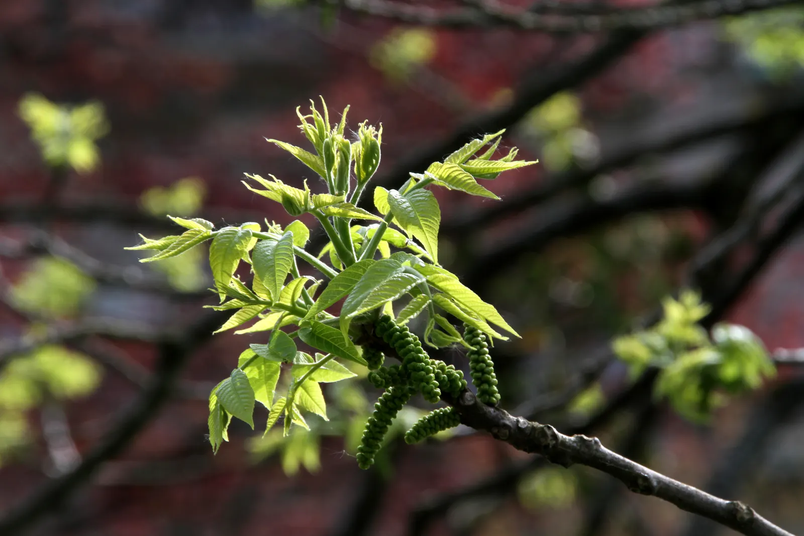 Black Walnut (Juglans Nigra) — tree for full; please note, the nuts and debris can be quite messy and may require cleanup from walkways and mowed areas