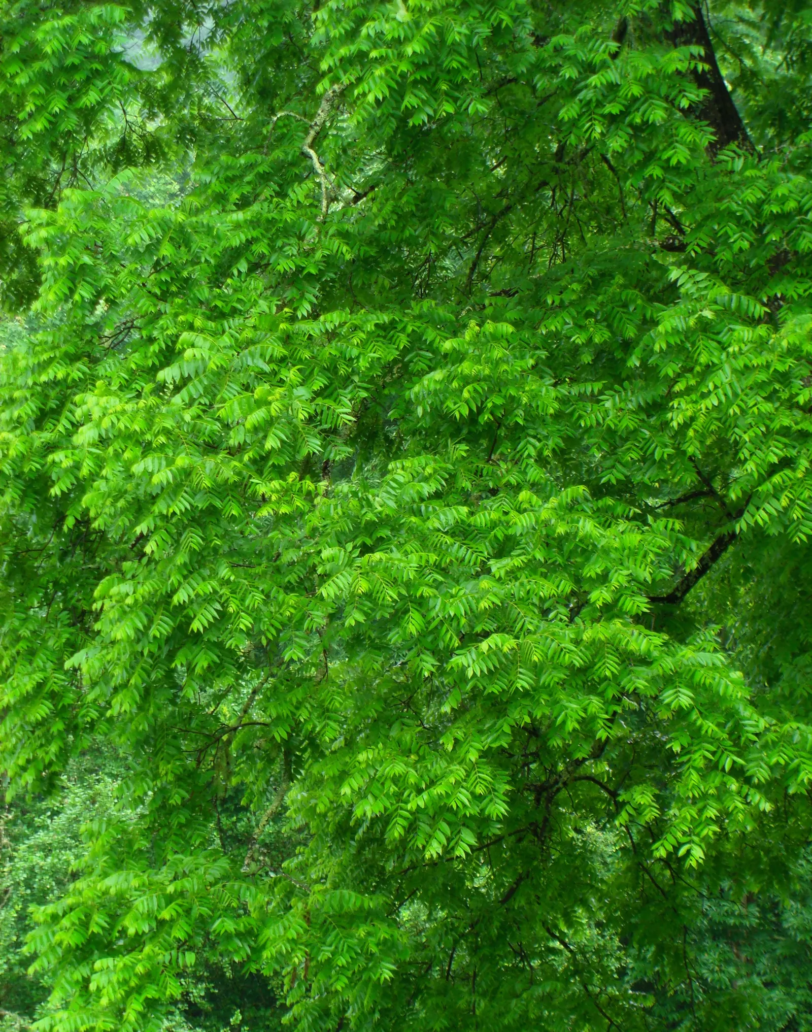 Black Walnut (Juglans Nigra) — When designing with the Black Walnut; its allelopathic nature may inhibit nearby plant growth
