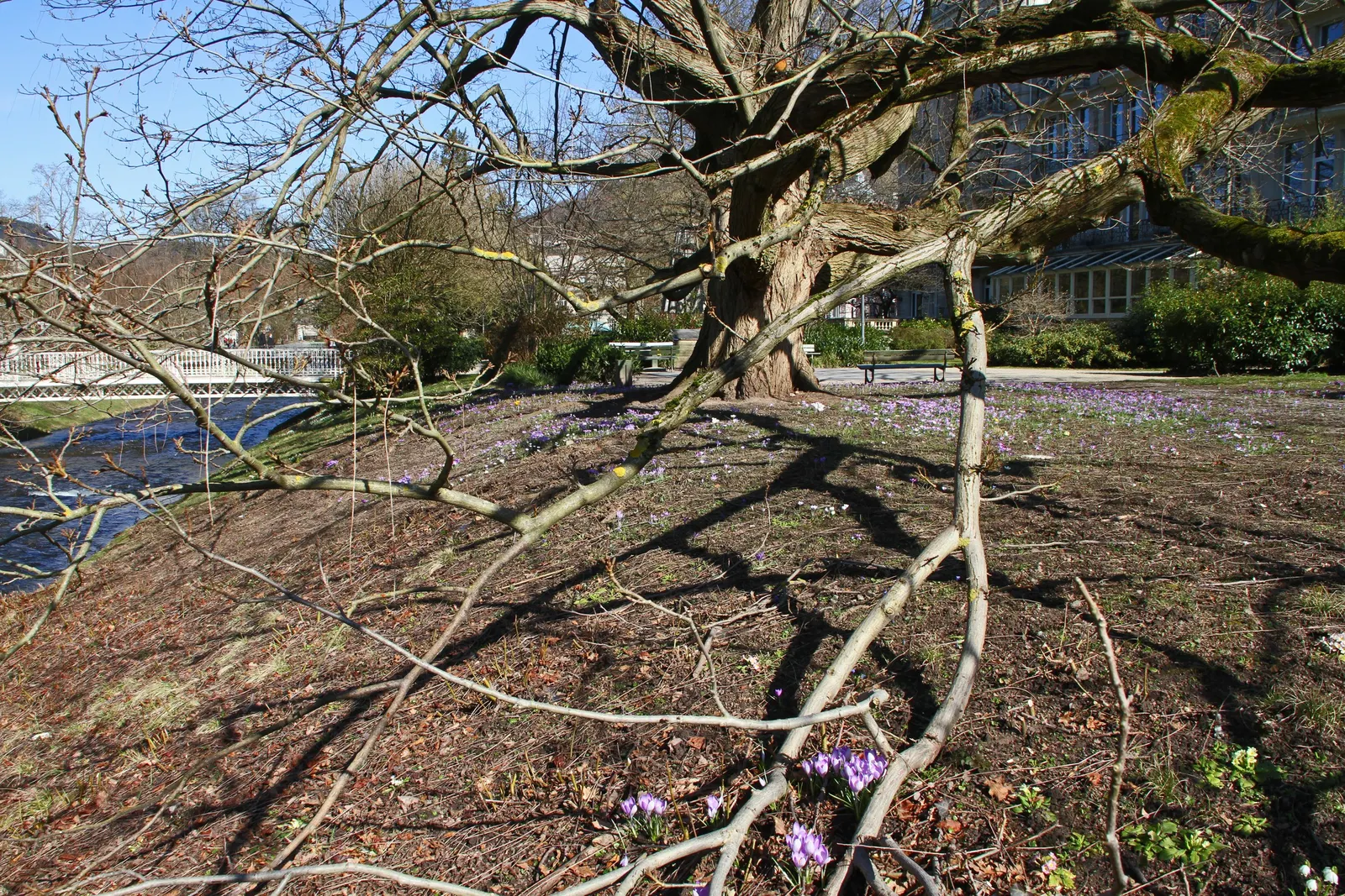 Black Walnut (Juglans Nigra) — Often growing to heights of 70 to 100 feet with a canopy spread of 50 to 70 feet upon maturity; it flourishes in, image 55