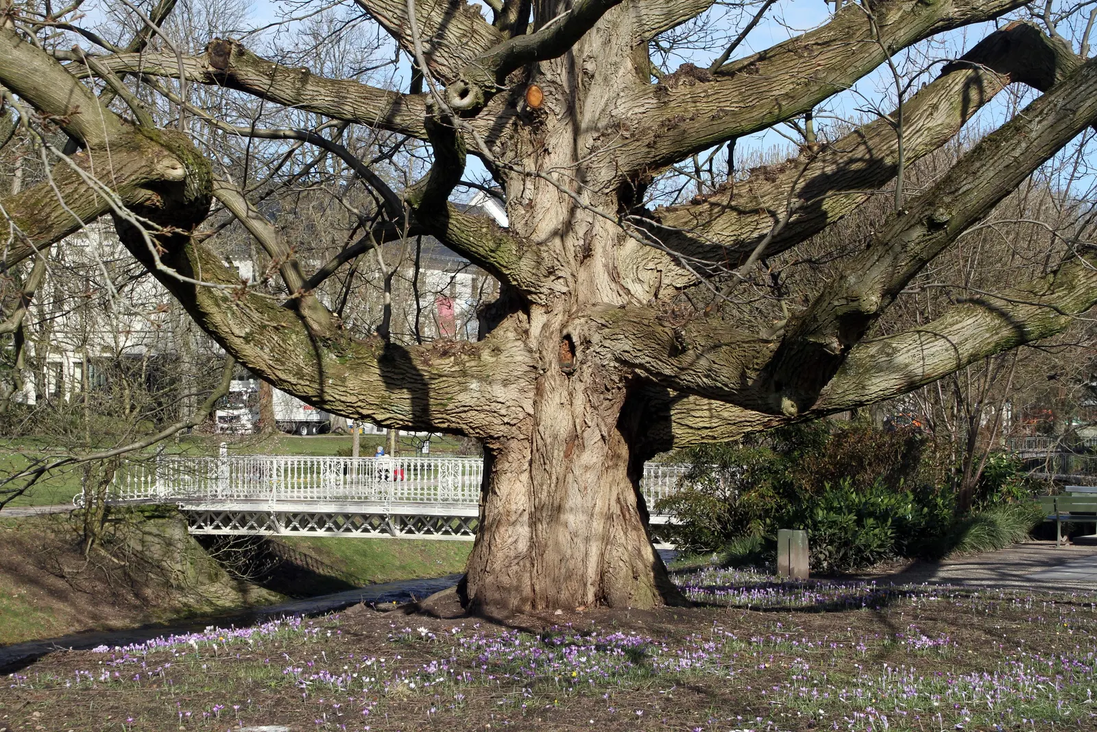 Black Walnut (Juglans Nigra) — is a valuable deciduous hardwood tree; preferring well-drained soil and full sun