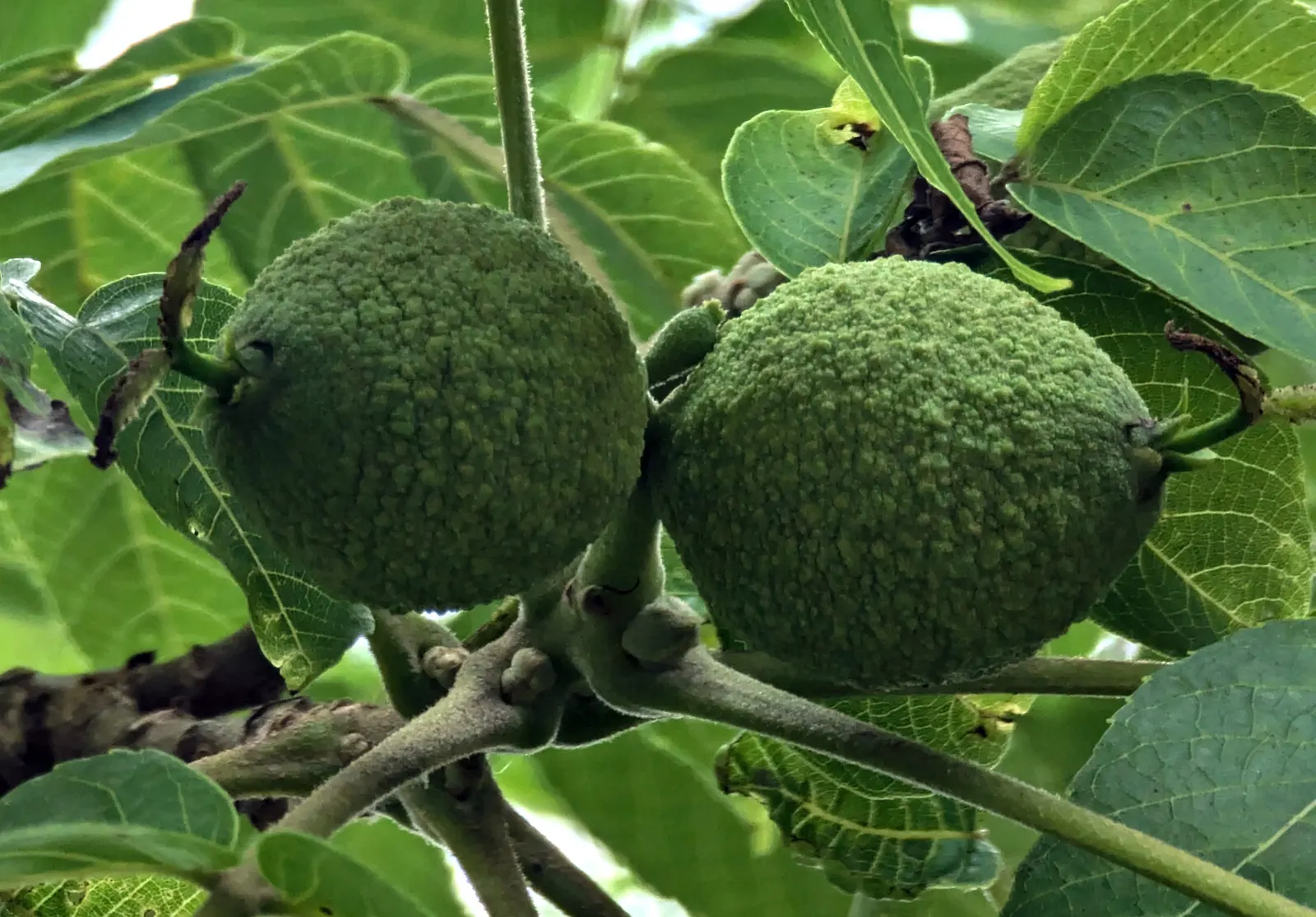 Black Walnut (Juglans Nigra) — Please note, the nuts and debris can be quite messy and may require cleanup from walkways and mowed areas