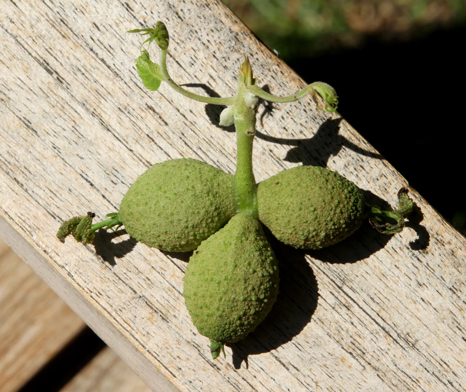 Black Walnut (Juglans Nigra) — is a stately deciduous tree that is highly prized for both its handsome appearance and valuable hardwood; ideal for, image 54