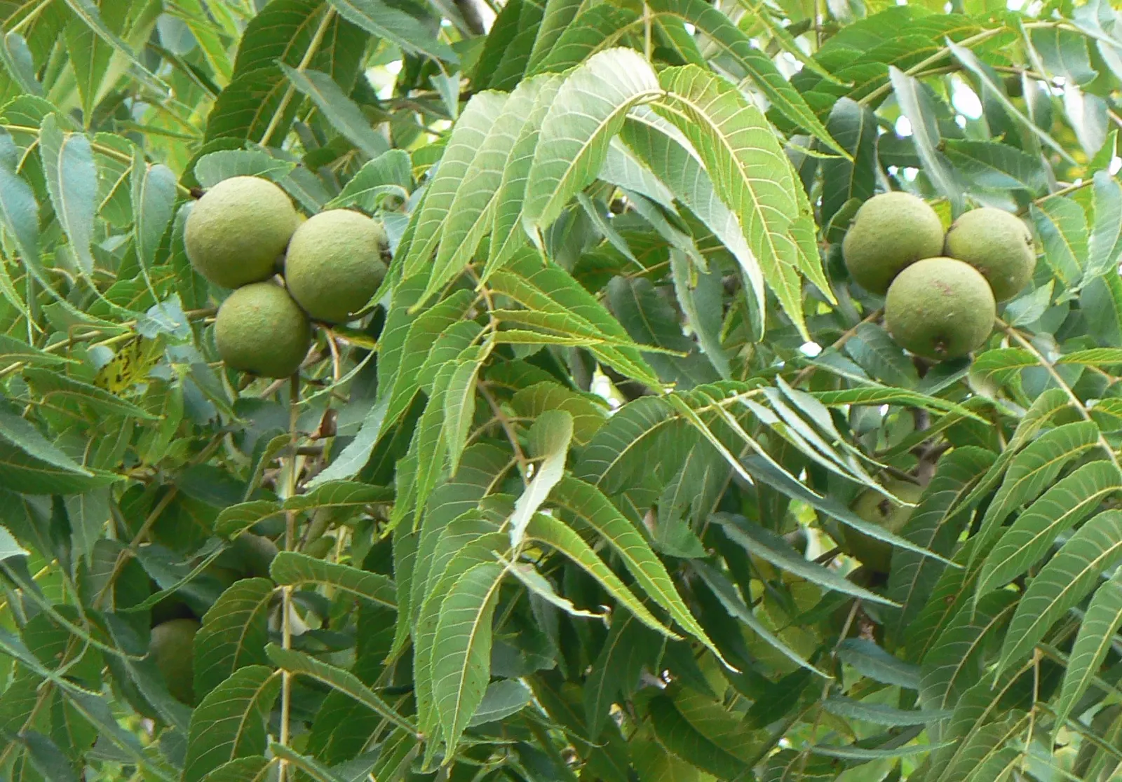 Black Walnut (Juglans Nigra) — Produces edible nuts encased in thick husks, maturing in autumn