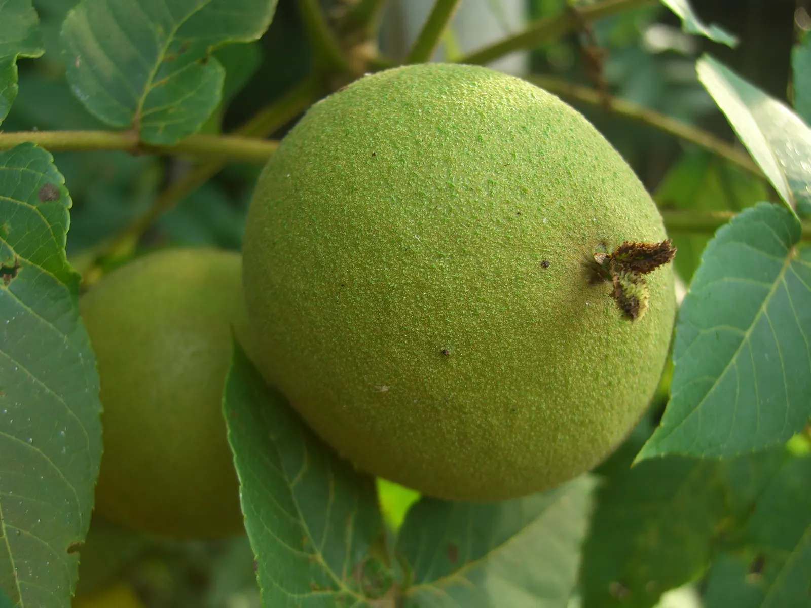 Black Walnut (Juglans Nigra) — Its allelopathic nature may inhibit nearby plant growth