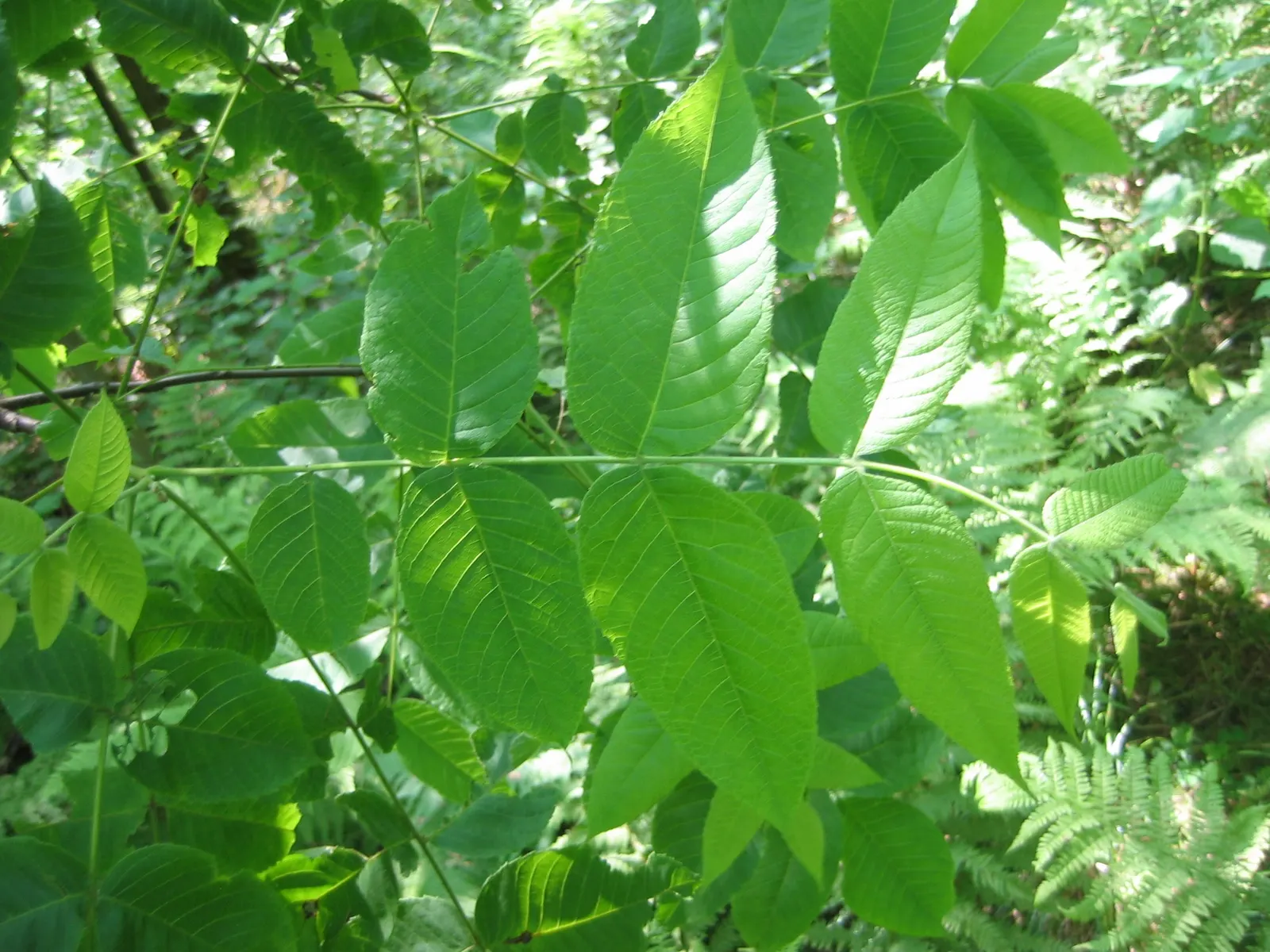 Black Walnut (Juglans Nigra) — Produces edible nuts encased in thick husks, maturing in autumn; each composed of 15 to 23 leaflets, image 52
