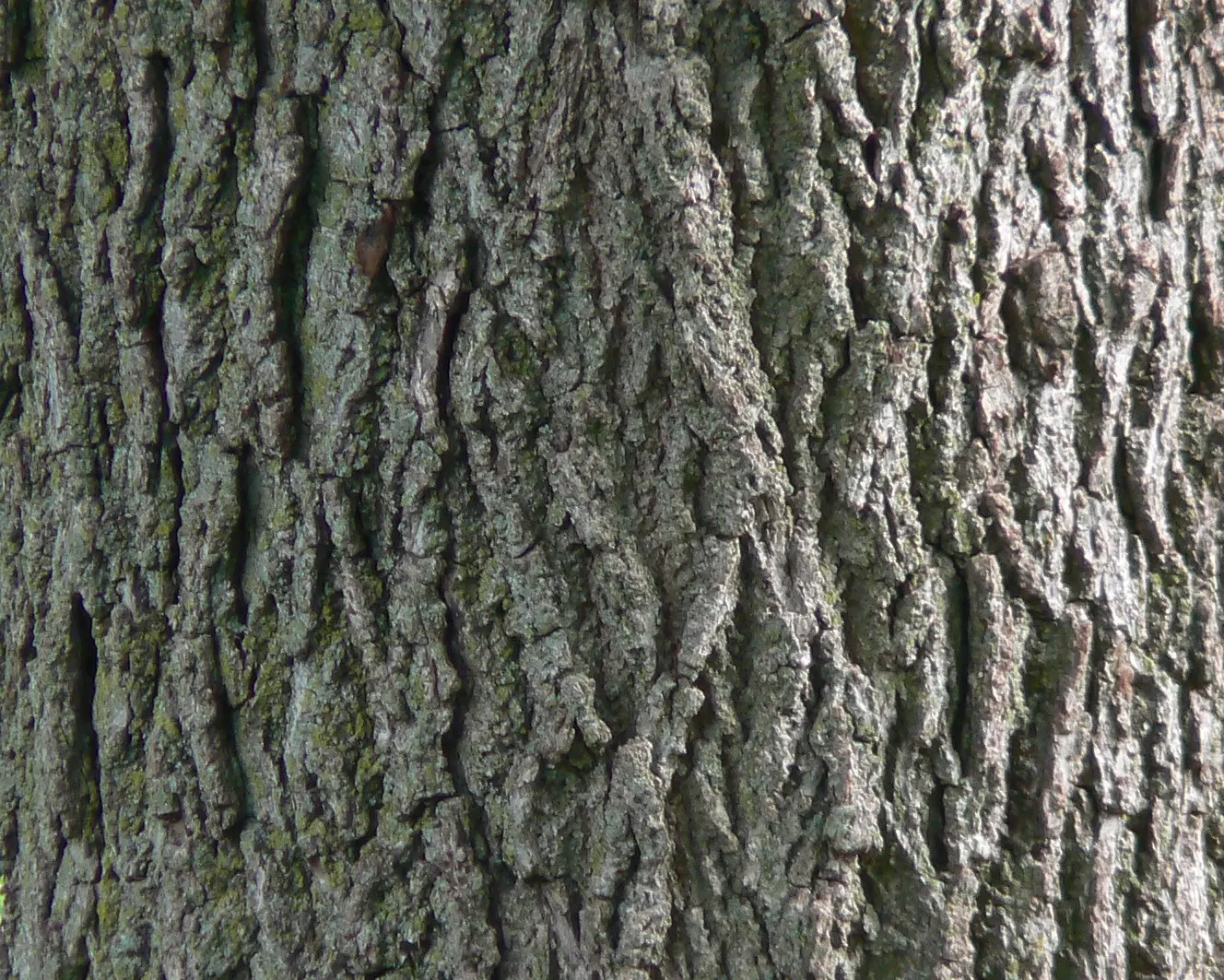 Black Walnut (Juglans Nigra) — is a stately deciduous tree that is highly prized for both its handsome appearance and valuable hardwood; ideal for spacious