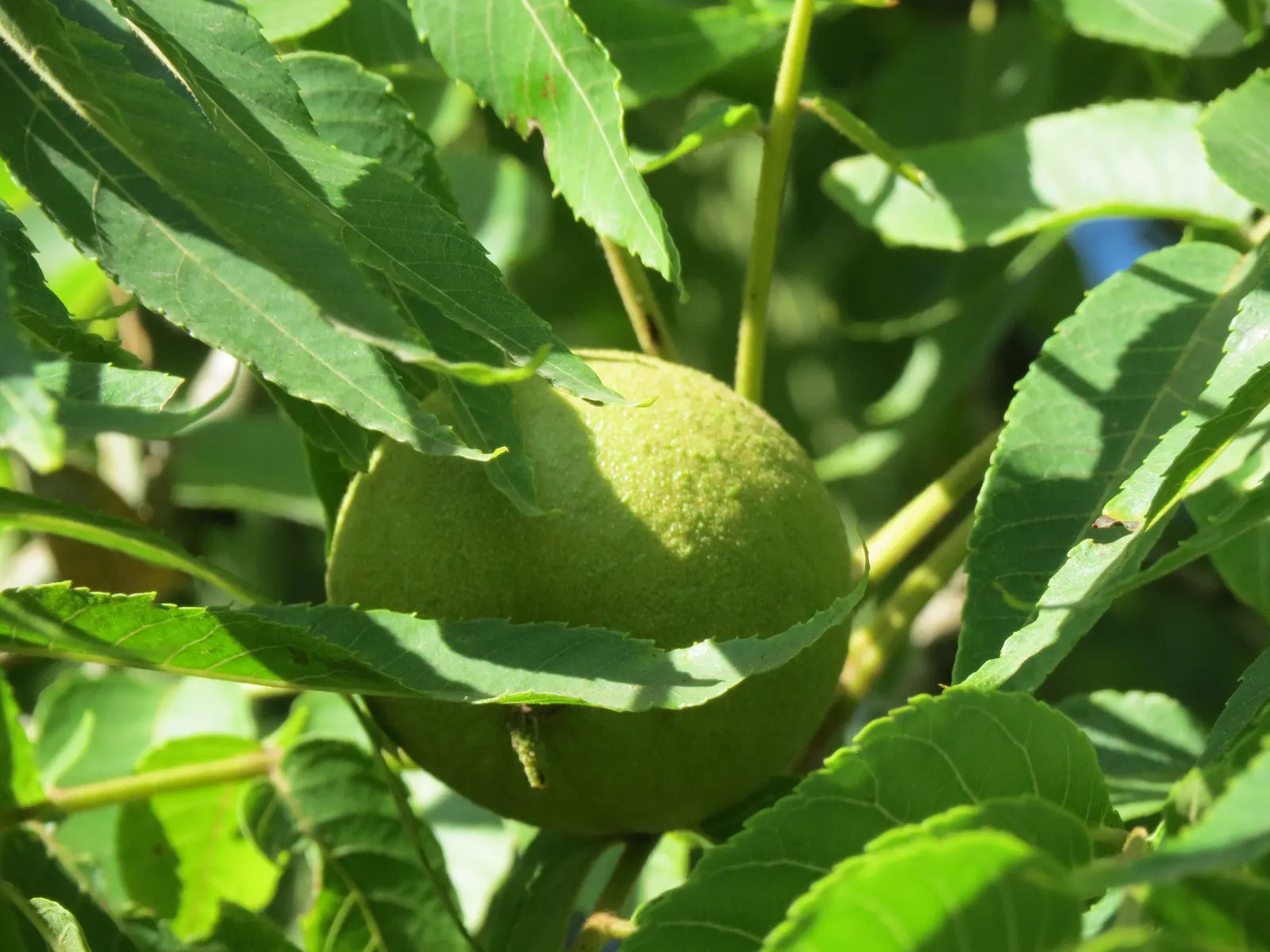 Black Walnut (Juglans Nigra) — Produces edible nuts encased in thick husks, maturing in autumn; each composed of 15 to 23 leaflets