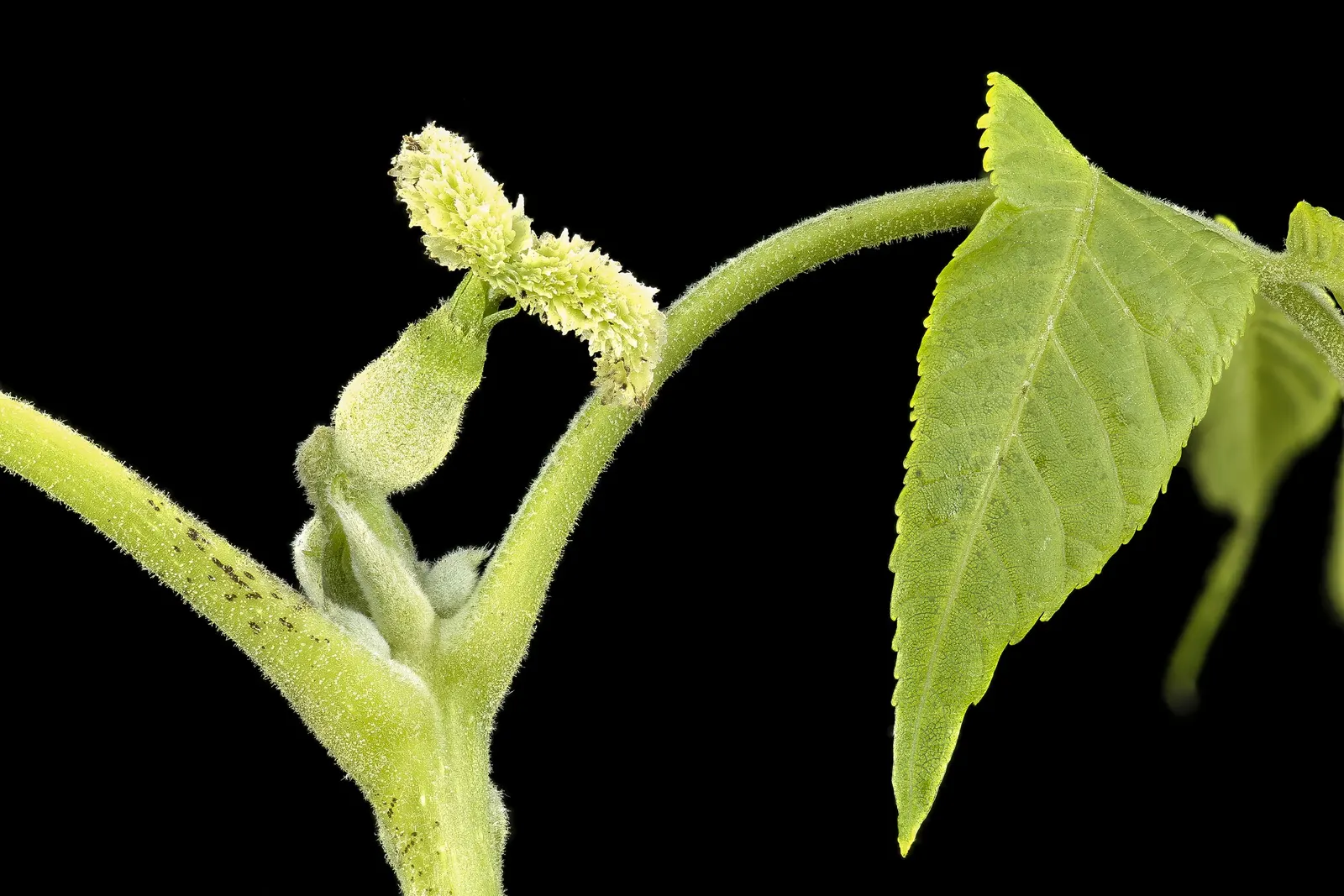 Black Walnut (Juglans Nigra) — tree for full; please note, the nuts and debris can be quite messy and may require cleanup from walkways and mowed, image 69