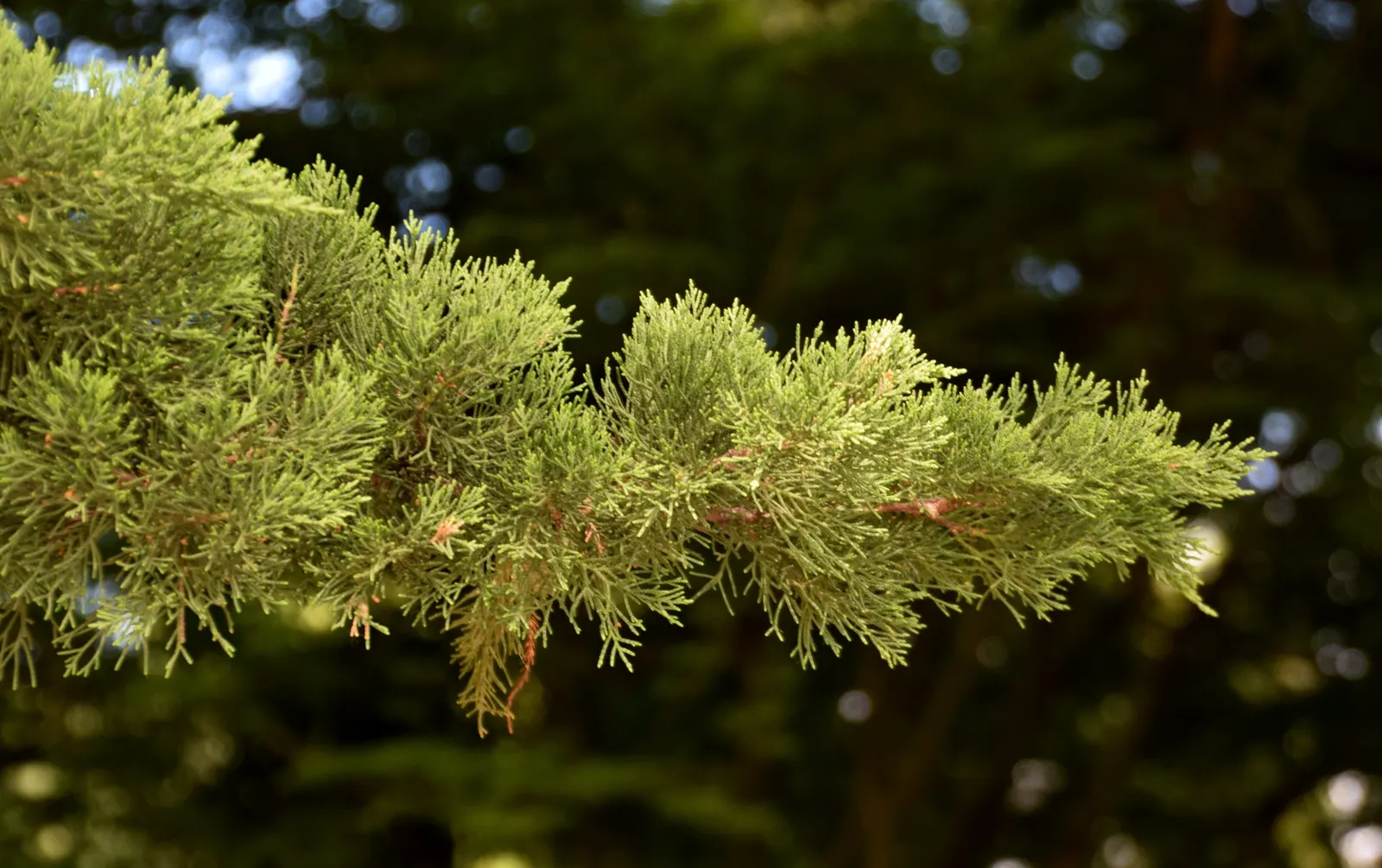 Monterey Cypress Wilma Goldcrest (Cupressus Macrocarpa 'Wilma Goldcrest') — Thriving in USDA zones 7-10, it requires full sun and well-drained soil