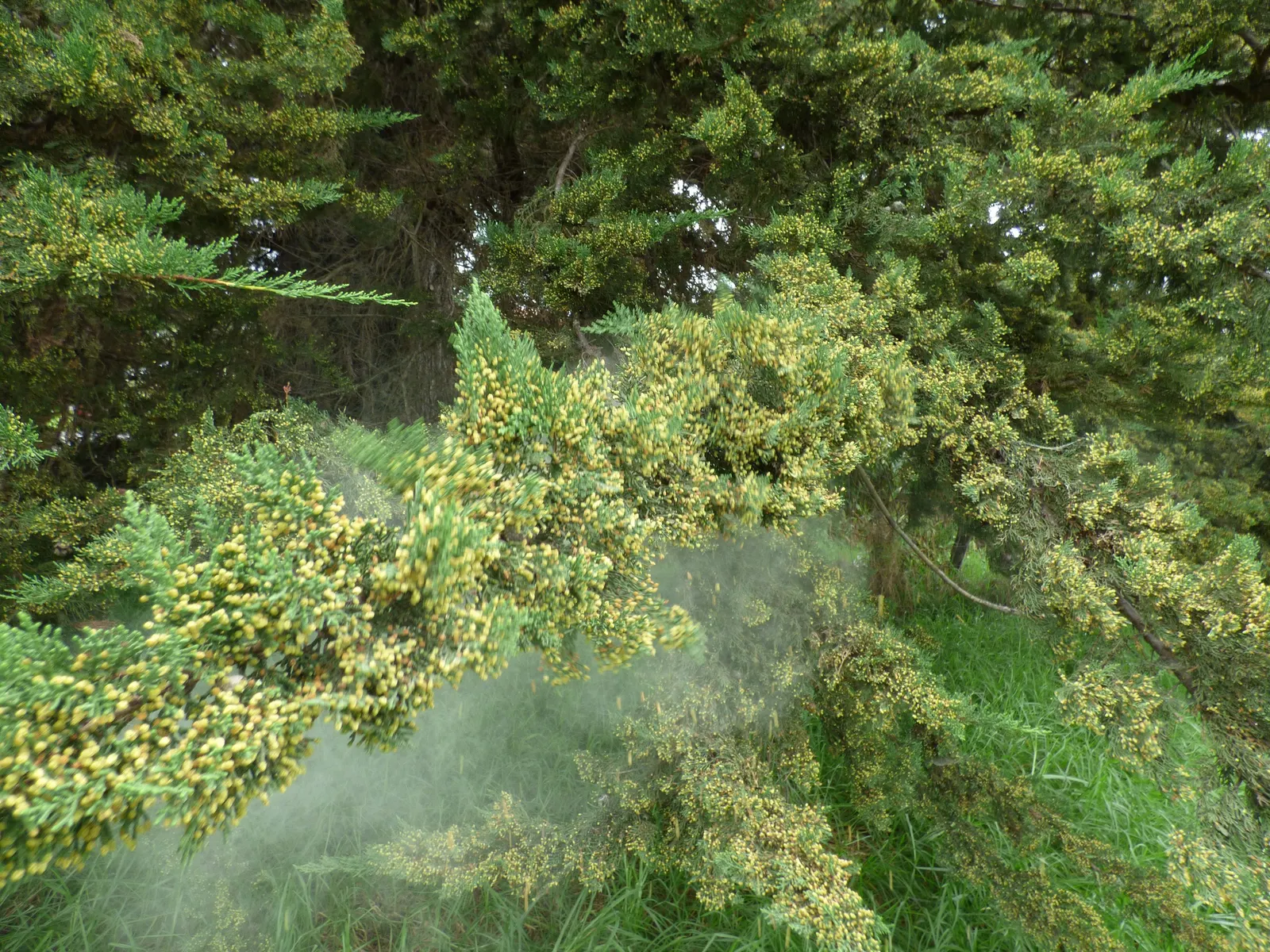 Monterey Cypress Wilma Goldcrest (Cupressus Macrocarpa 'Wilma Goldcrest') — Its bright, lemon-scented chartreuse foliage provides a stunning vertical accent
