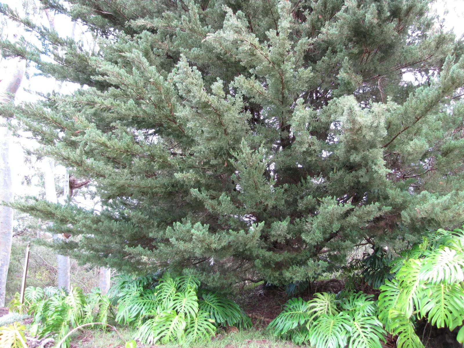 Monterey Cypress Wilma Goldcrest (Cupressus Macrocarpa 'Wilma Goldcrest') — reaching 6 to 8 feet in height and 1 to 2 feet in width at maturity