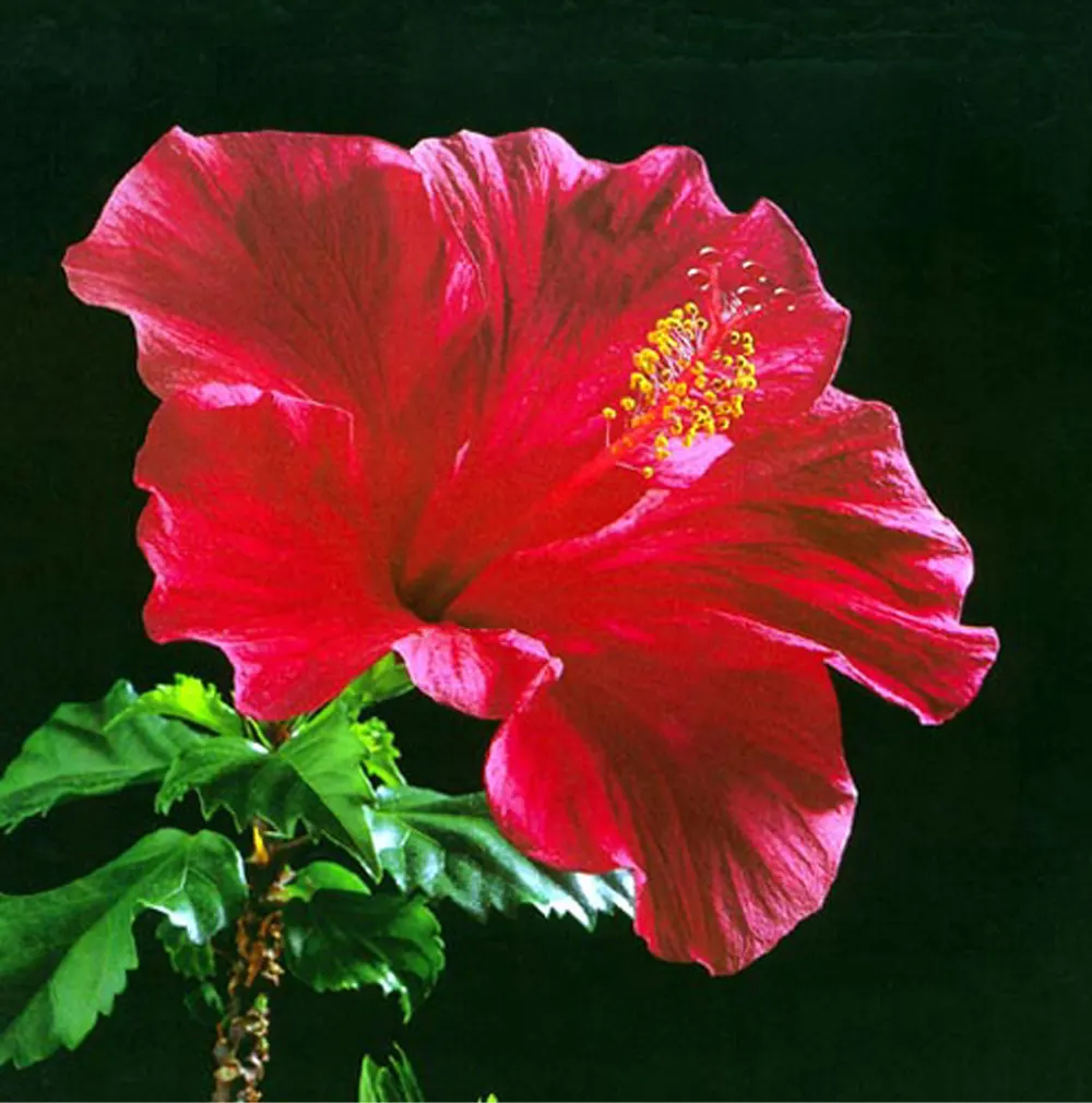 Brilliant Hibiscus (Hibiscus Rosa-Sinensis 'Brilliant') — shrub for full or half; yet showy plant that brings life and color to their garden spaces, image 69