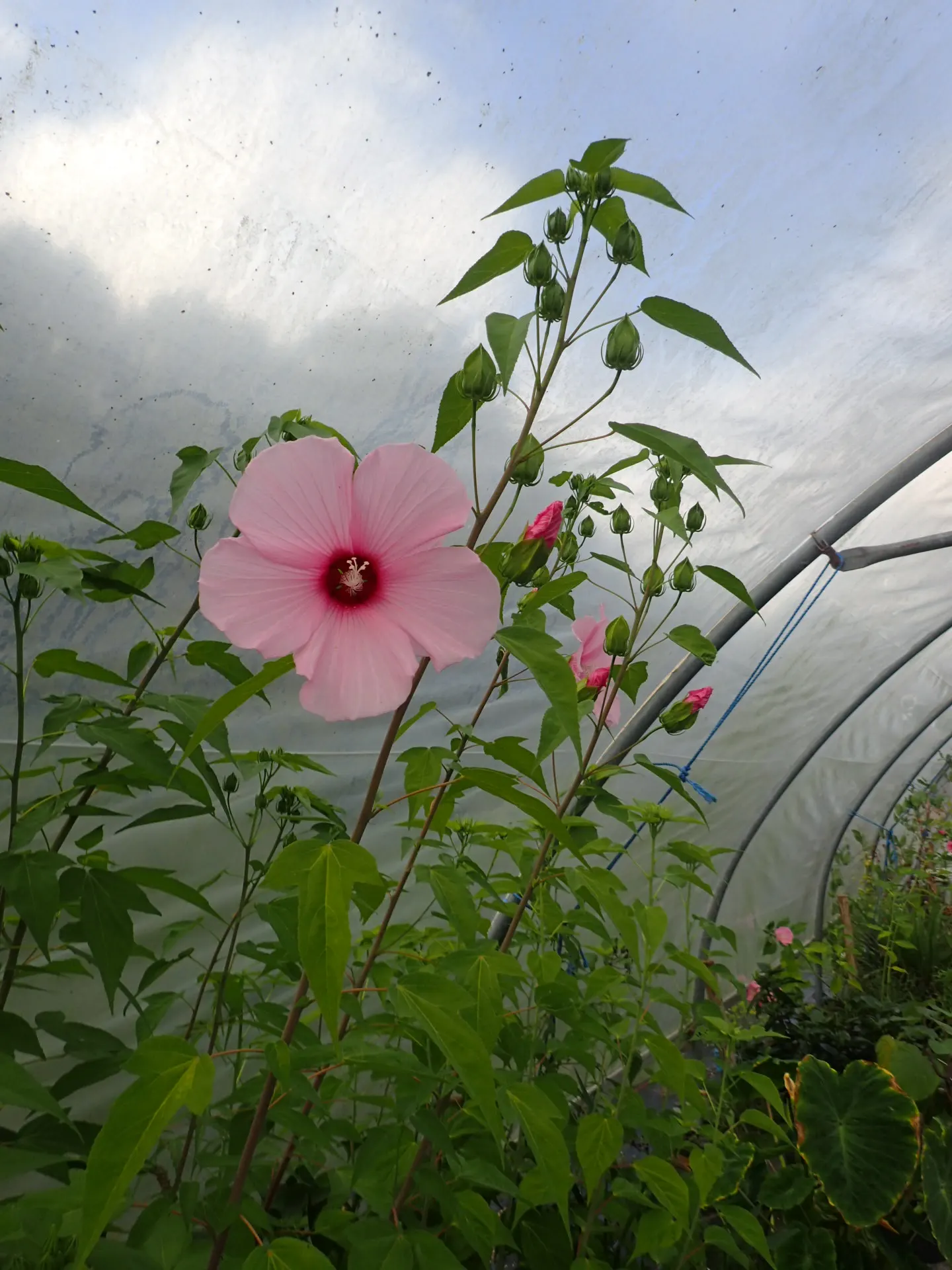 Brilliant Hibiscus (Hibiscus Rosa-Sinensis 'Brilliant') — preferring full sun to partial shade to achieve optimal growth and flowering, image 81