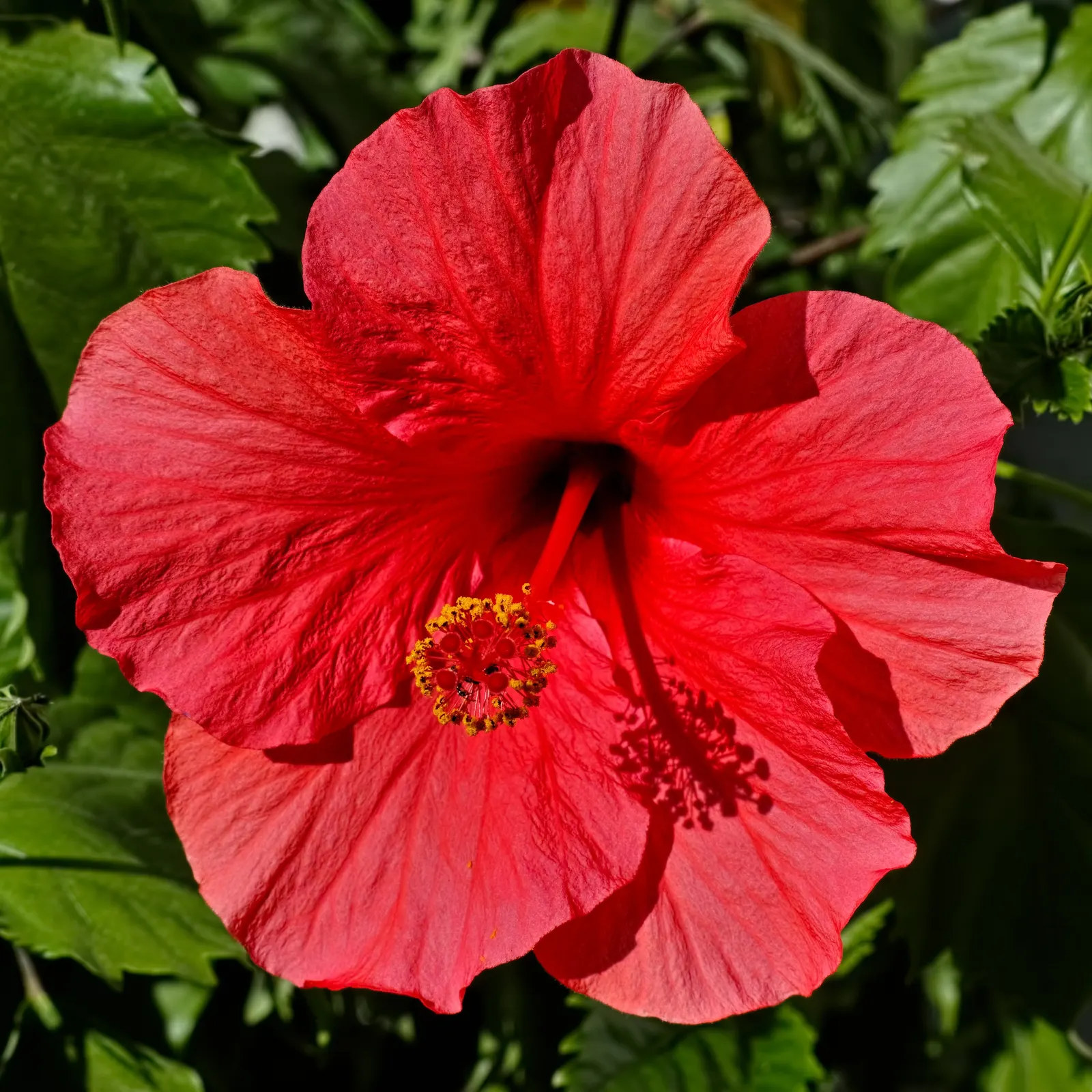 Brilliant Hibiscus (Hibiscus Rosa-Sinensis 'Brilliant') — especially during dry spells.<br><br>Reaching a mature height of 4 to 8 feet and a width of 5 to 6