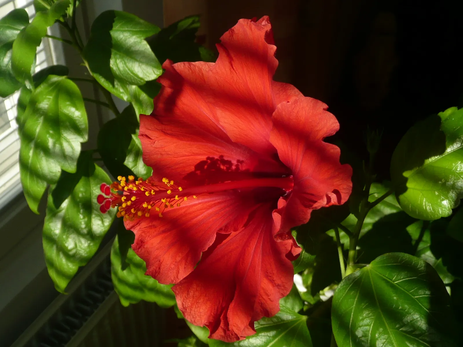 Brilliant Hibiscus (Hibiscus Rosa-Sinensis 'Brilliant') — commonly referred to as the Brilliant Hibiscus