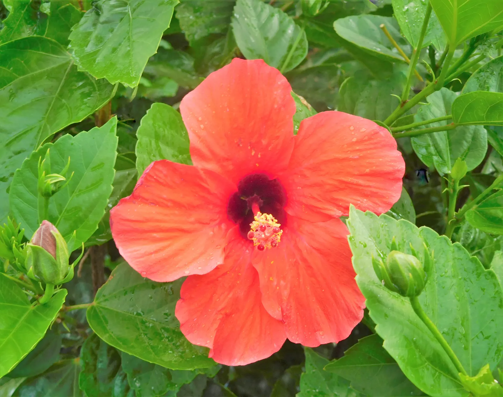 Brilliant Hibiscus (Hibiscus Rosa-Sinensis 'Brilliant') — glossy foliage.<br><br>The leaves of the Brilliant Hibiscus are ovate to lanceolate in, image 78