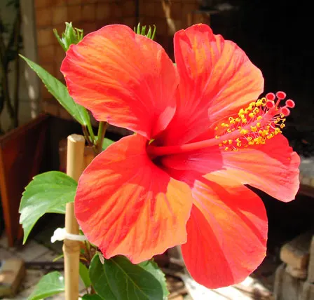 Brilliant Hibiscus (Hibiscus Rosa-Sinensis 'Brilliant') — glossy foliage.<br><br>The leaves of the Brilliant Hibiscus are ovate to lanceolate in, image 55