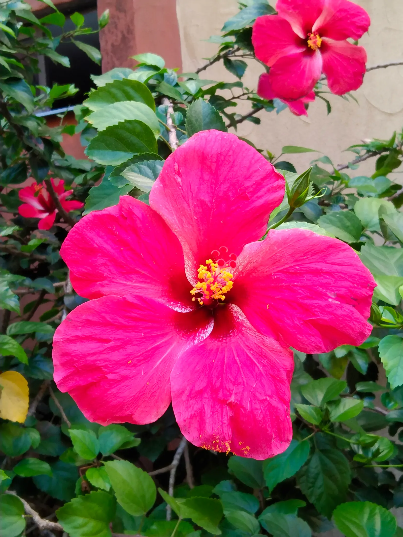 Brilliant Hibiscus (Hibiscus Rosa-Sinensis 'Brilliant') — the Brilliant Hibiscus can be used as a standalone focal point; with sizes ranging from 3, image 61