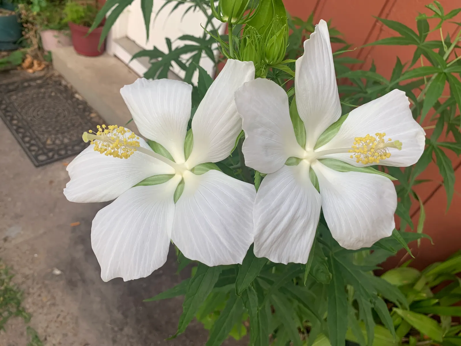 Brilliant Hibiscus (Hibiscus Rosa-Sinensis 'Brilliant') — shrub with red blooms; it requires well-draining soil with moderate moisture and benefits from