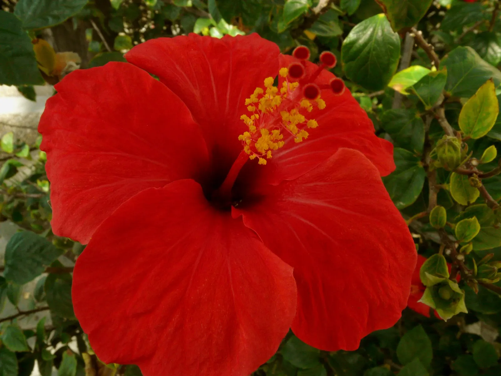 Brilliant Hibiscus (Hibiscus Rosa-Sinensis 'Brilliant') — creating a striking display against the dark green