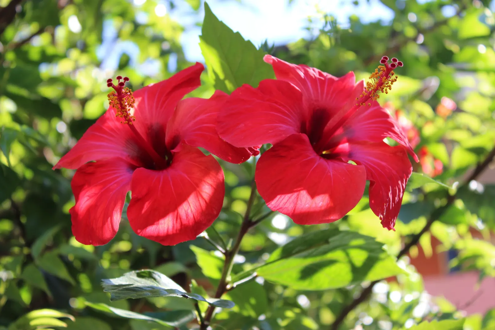 Brilliant Hibiscus (Hibiscus Rosa-Sinensis 'Brilliant') — or even container-grown for patios and balconies where space is limited