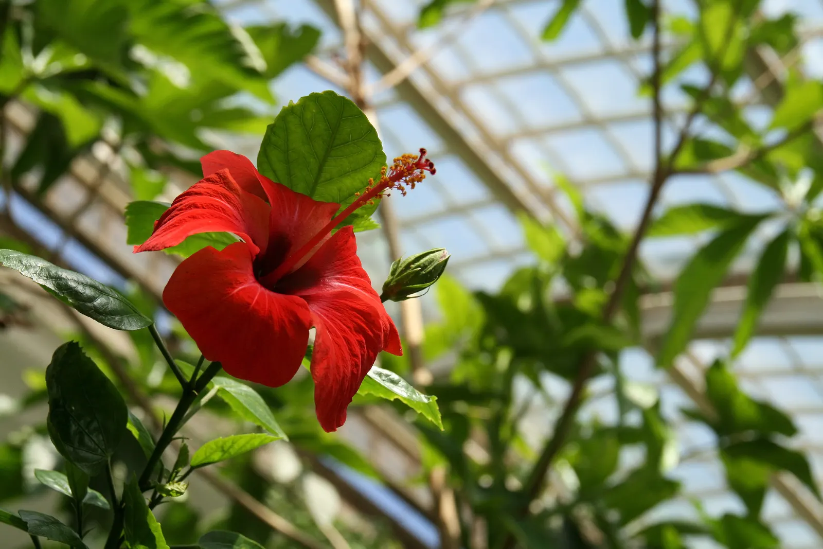 Brilliant Hibiscus (Hibiscus Rosa-Sinensis 'Brilliant') — crimson-red blooms spanning 4-6 inches in diameter; it adds a tropical flair to mixed borders or as a